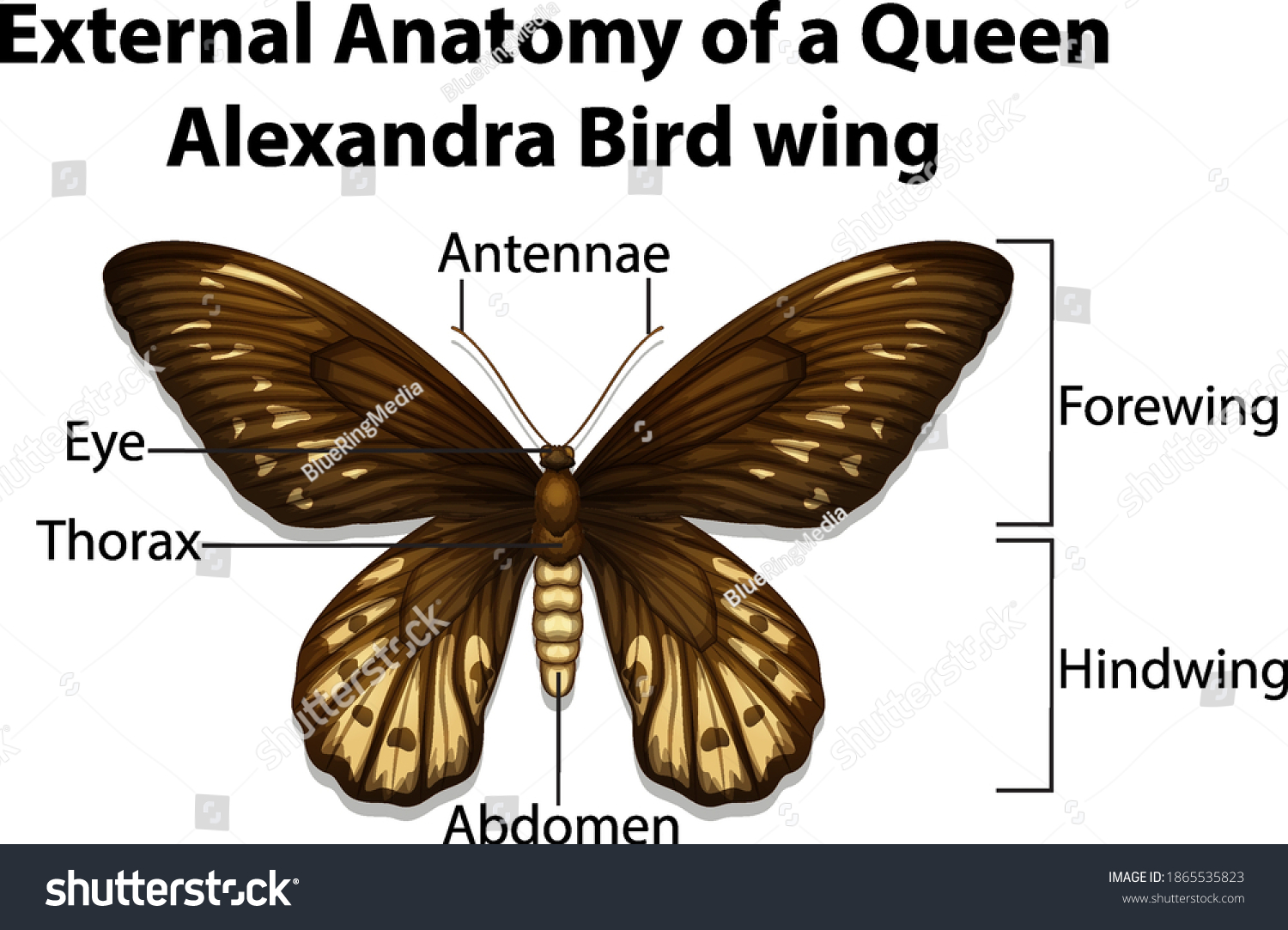 External Anatomy of a Queen Alexandra Bird wing - Royalty Free Stock ...