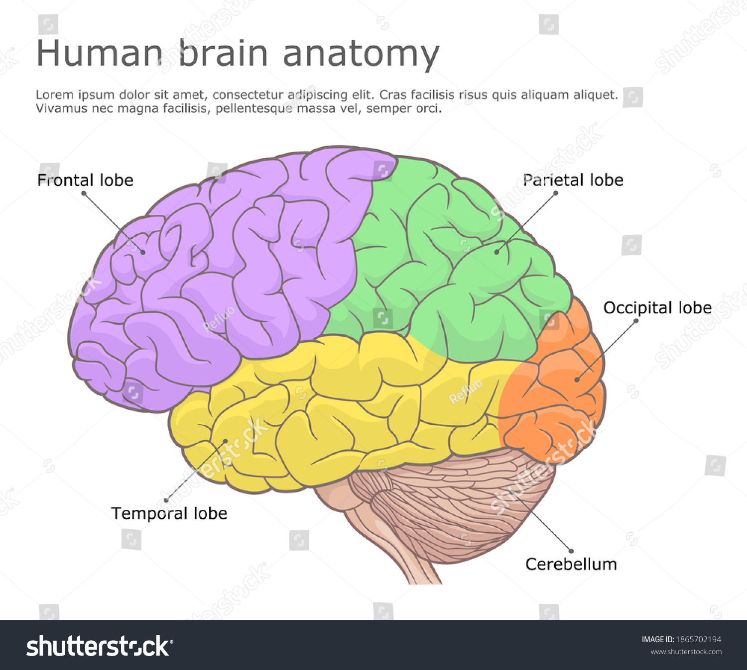 Parts Of Human Brain Side View Vector Royalty Free Stock Vector 1865702194 2834