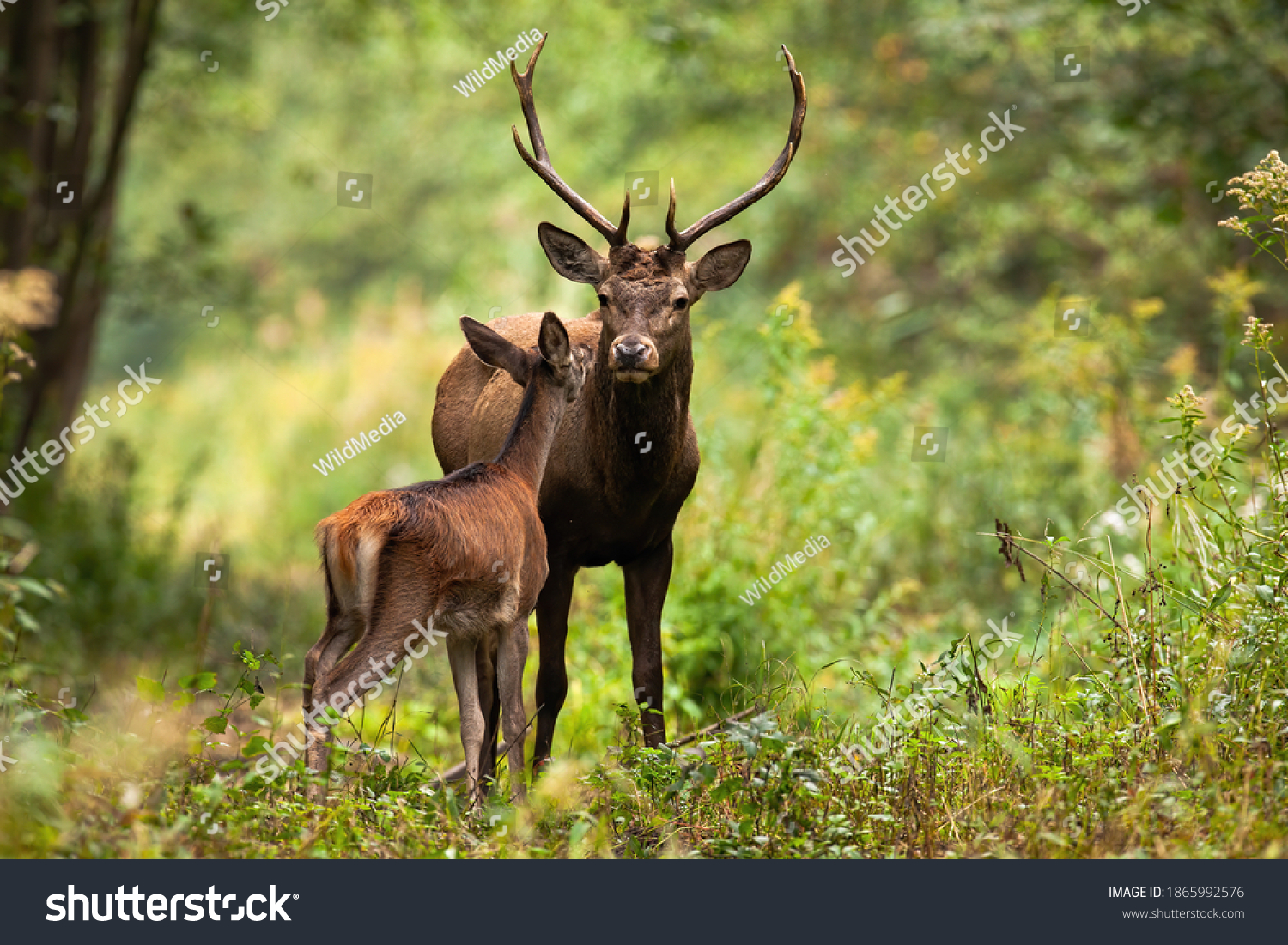 Two red deer, cervus elaphus, standing close together and touching with noses in woodland in summer nature. Wild animals couple looking to each other in forest. Stag and hind smelling in wilderness. #1865992576