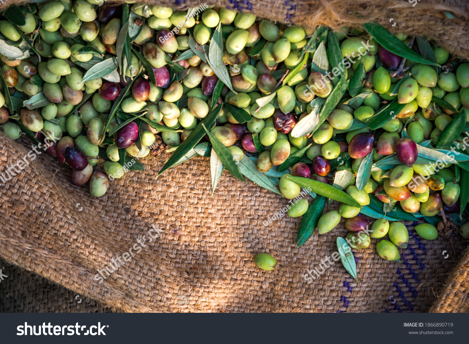 Harvested fresh olives in sacks in a field in Crete, Greece for olive oil production. #1866890719