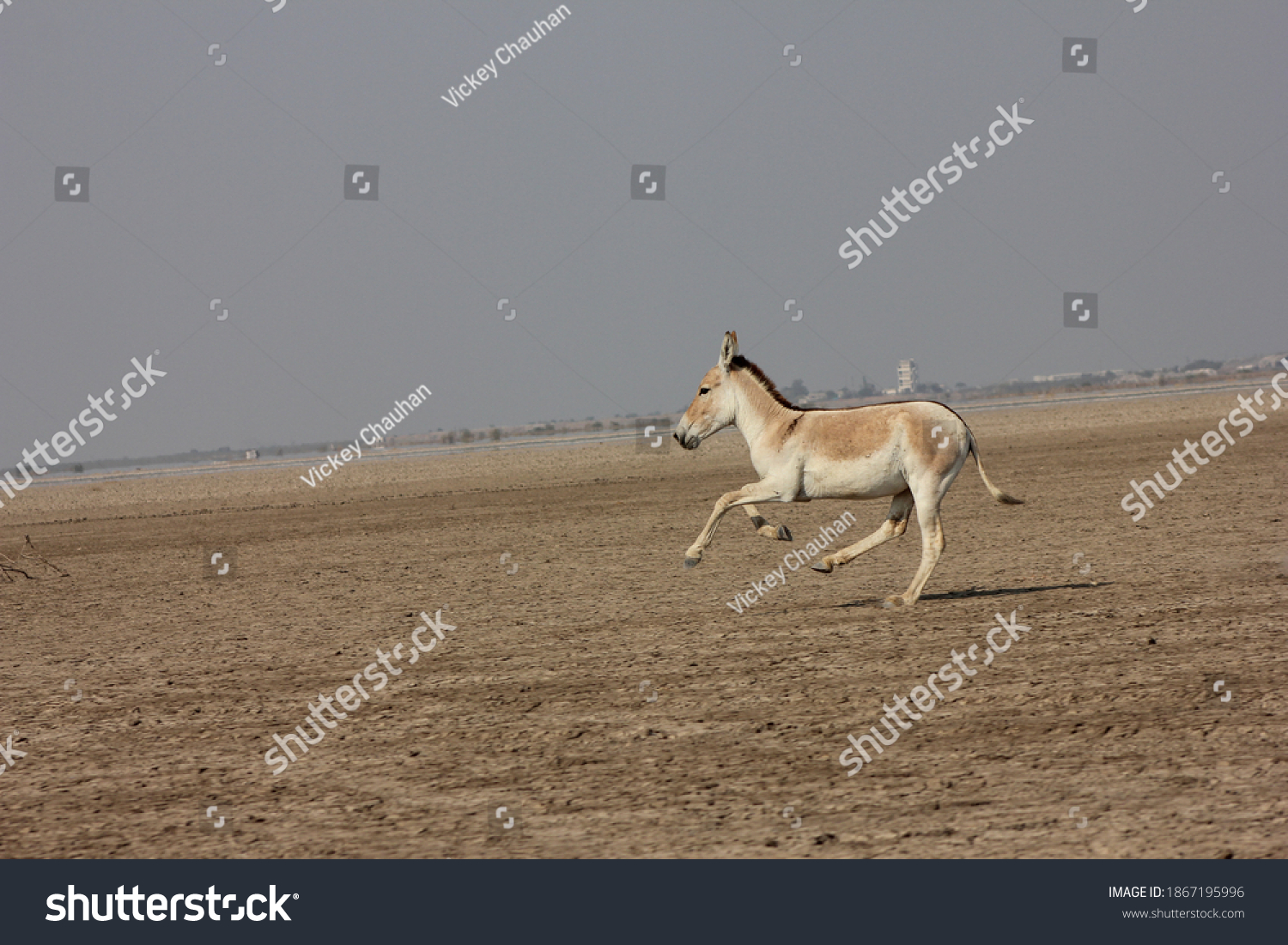 Indian Wild ass or khur running in plains of salt pan desert of Little Rann of Kutch, India #1867195996