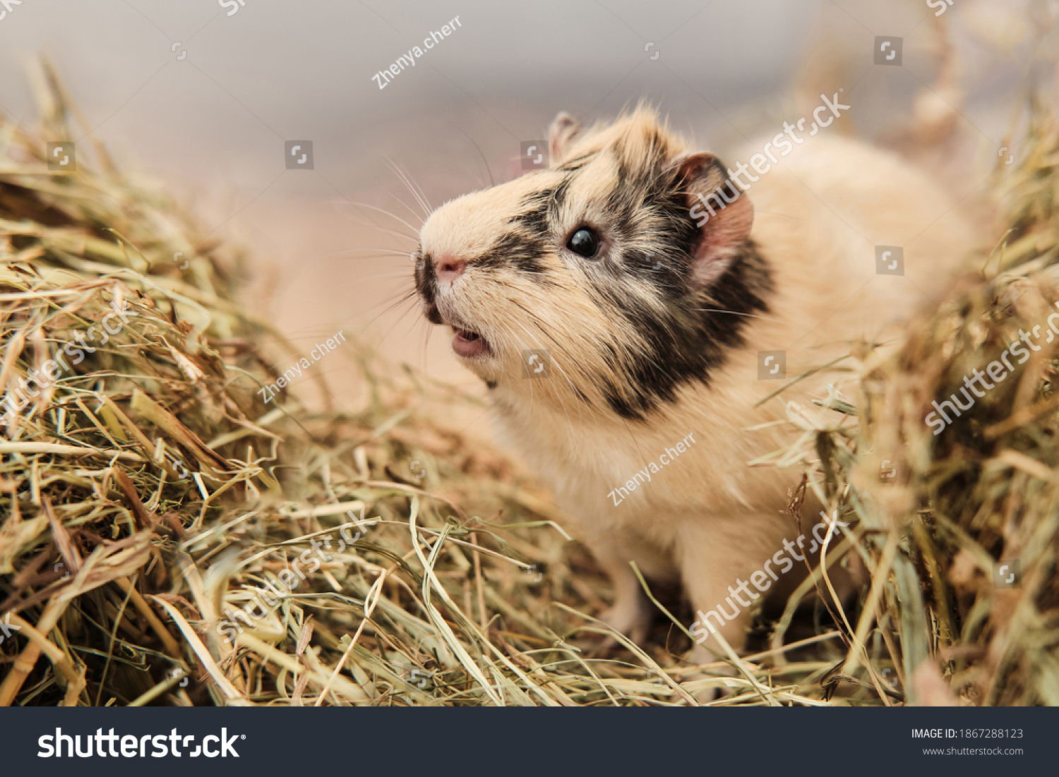 Guinea pig Cavia porcellus is a popular pet. The rodent sits among the hay and eats grass. Guinea pig studio portrait, animal care concept. #1867288123
