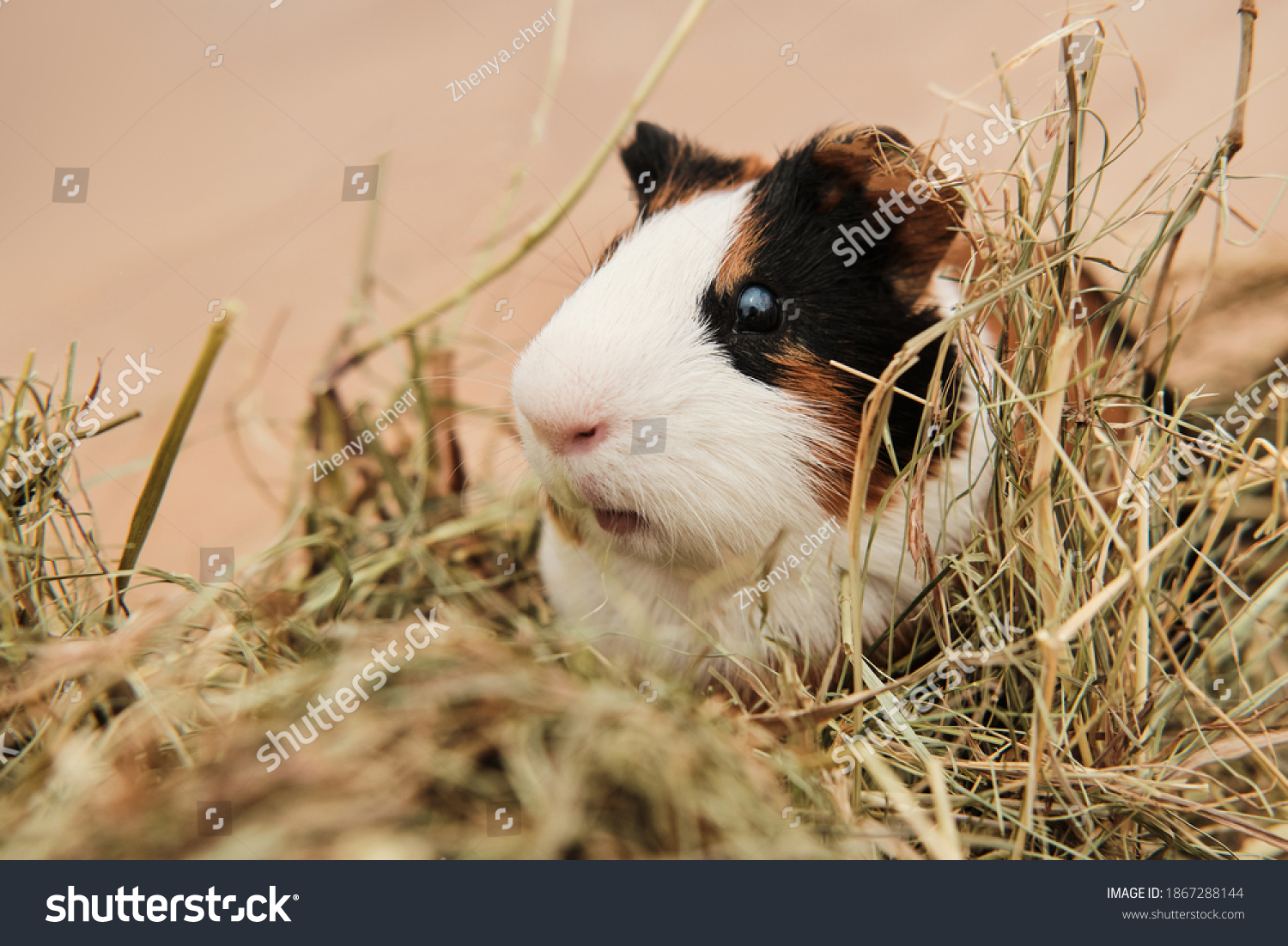 Guinea pig Cavia porcellus is a popular pet. The rodent sits among the hay and eats grass. Guinea pig studio portrait, animal care concept. #1867288144