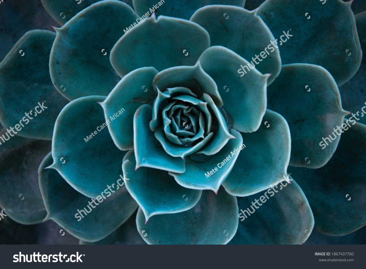 Close up of a teal cactus. Teal cactus leaves. Tidewater green background. Cactus plant  pattern wallpaper. Succulent plant patterns. Details of a succulent leaves. Succulent bloom. #1867437760