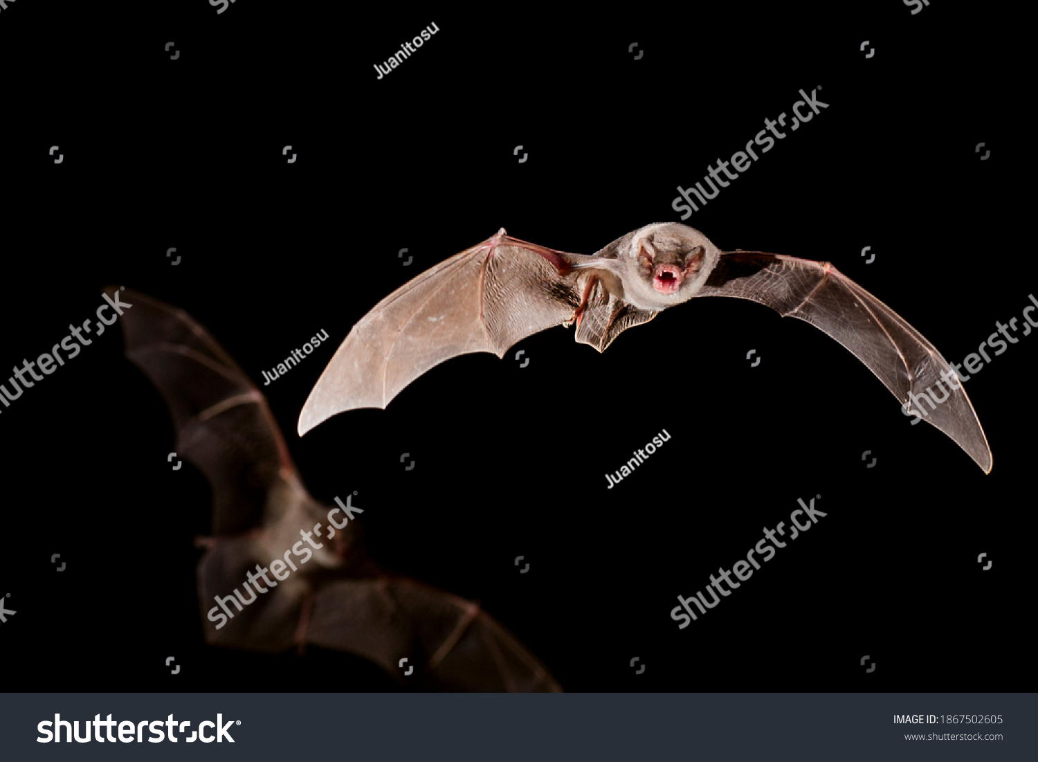 Chiropterans, commonly known as bats, are an order of placental mammals whose upper extremities developed into wings. Los quirópteros, conocidos comúnmente como murciélagos, ​son un orden de mamíferos #1867502605
