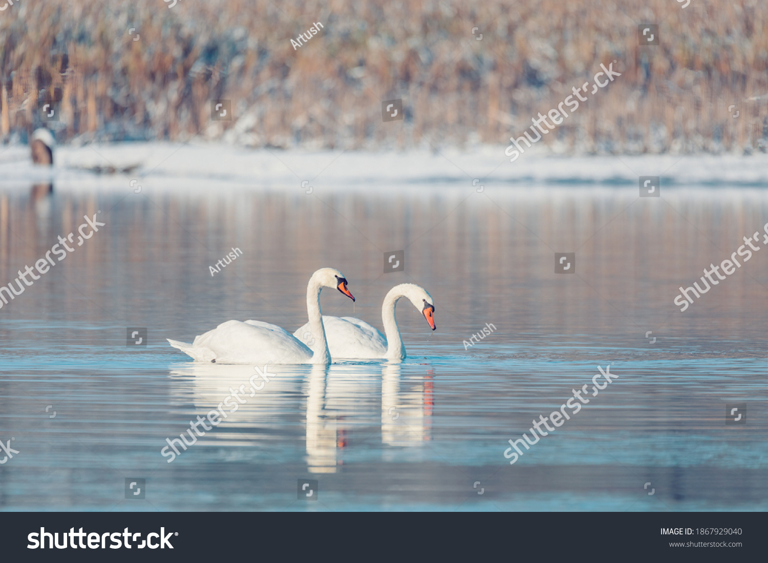 Wild bird mute swan (Cygnus olor) swim in winter on pond, Czech Republic Europe wildlife #1867929040