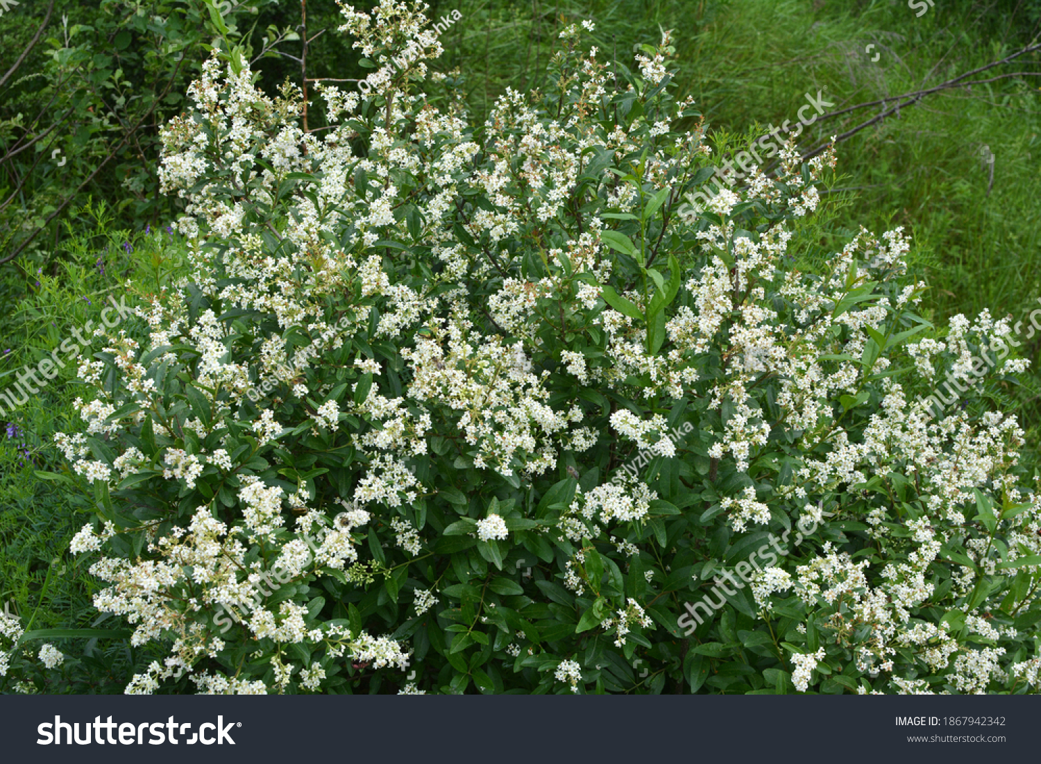 In spring, ordinary privet (ligustrum vulgare) blooms in the wild #1867942342