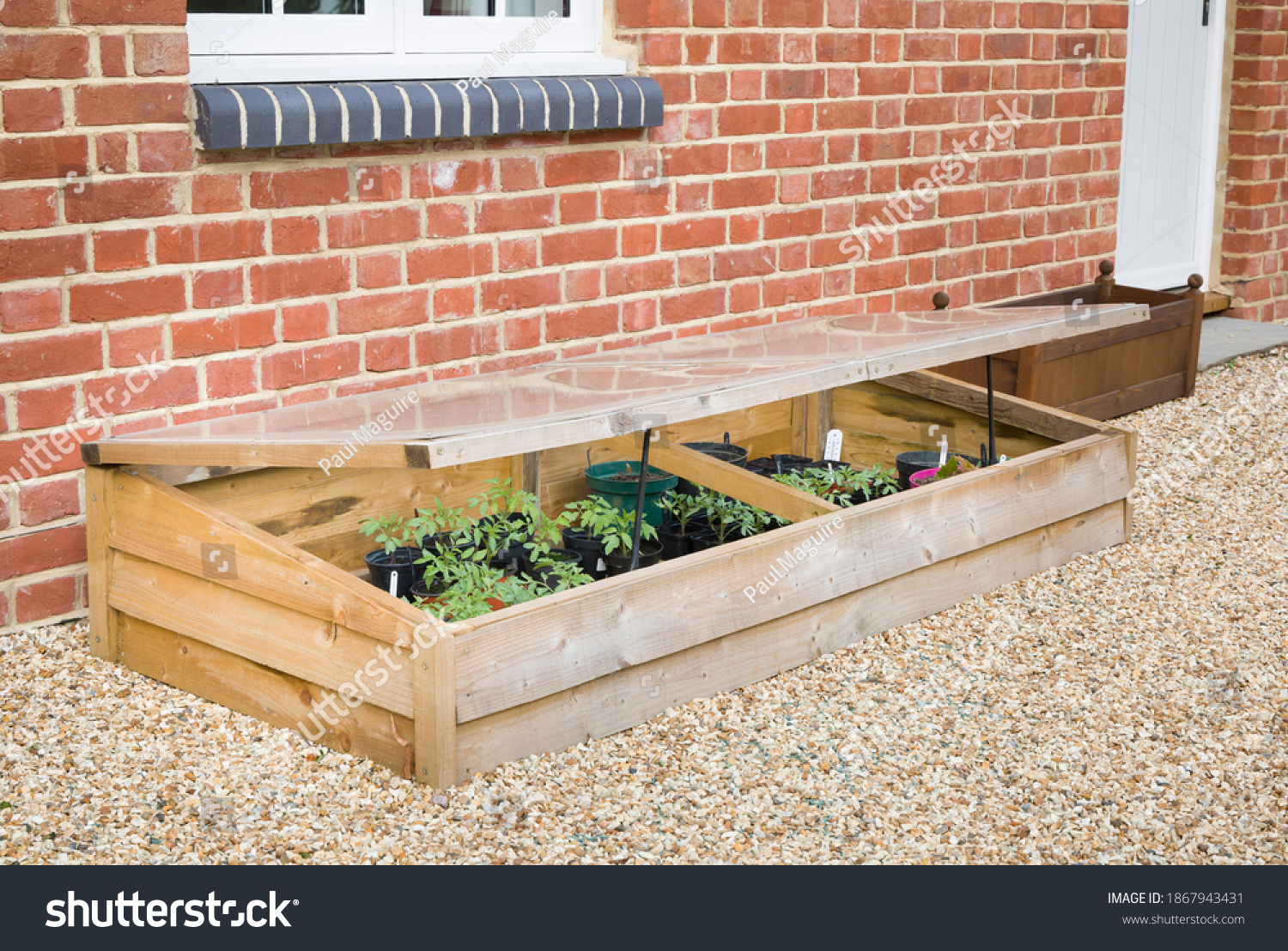 Cold frame with vegetable (tomato) plants against a wall in a UK garden in spring #1867943431