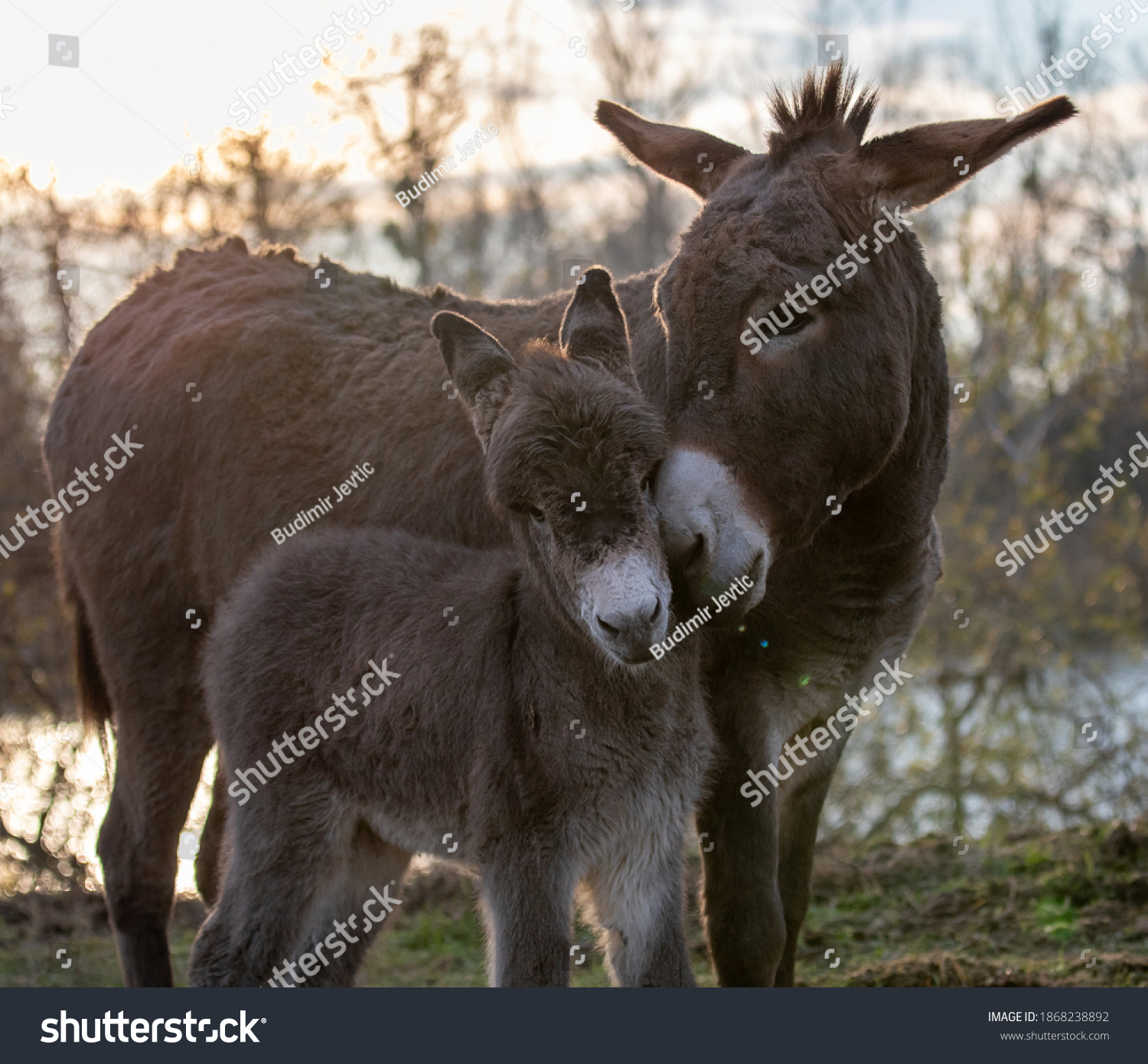 Tender moments of mother donkey peting her colt in forest #1868238892