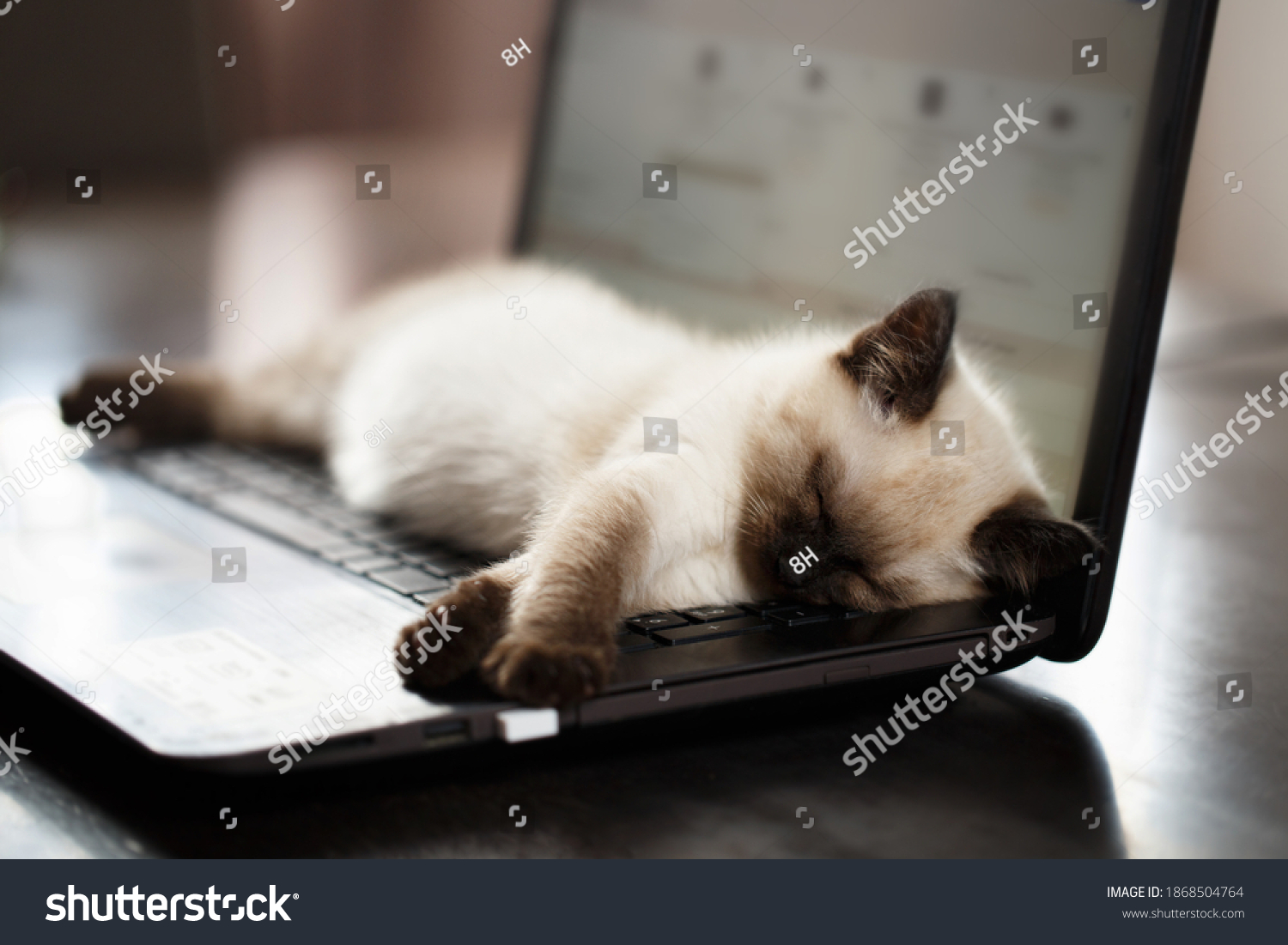 Cat sleeps on keyboard pc computer. Shallow DOF #1868504764