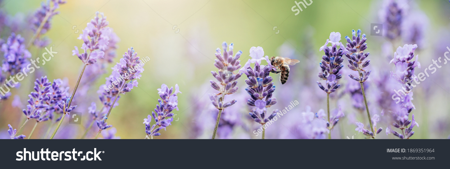 Honey bee pollinates lavender flowers. Plant decay with insects., sunny lavender. Lavender flowers in field. Soft focus, Close-up macro image wit blurred background. #1869351964