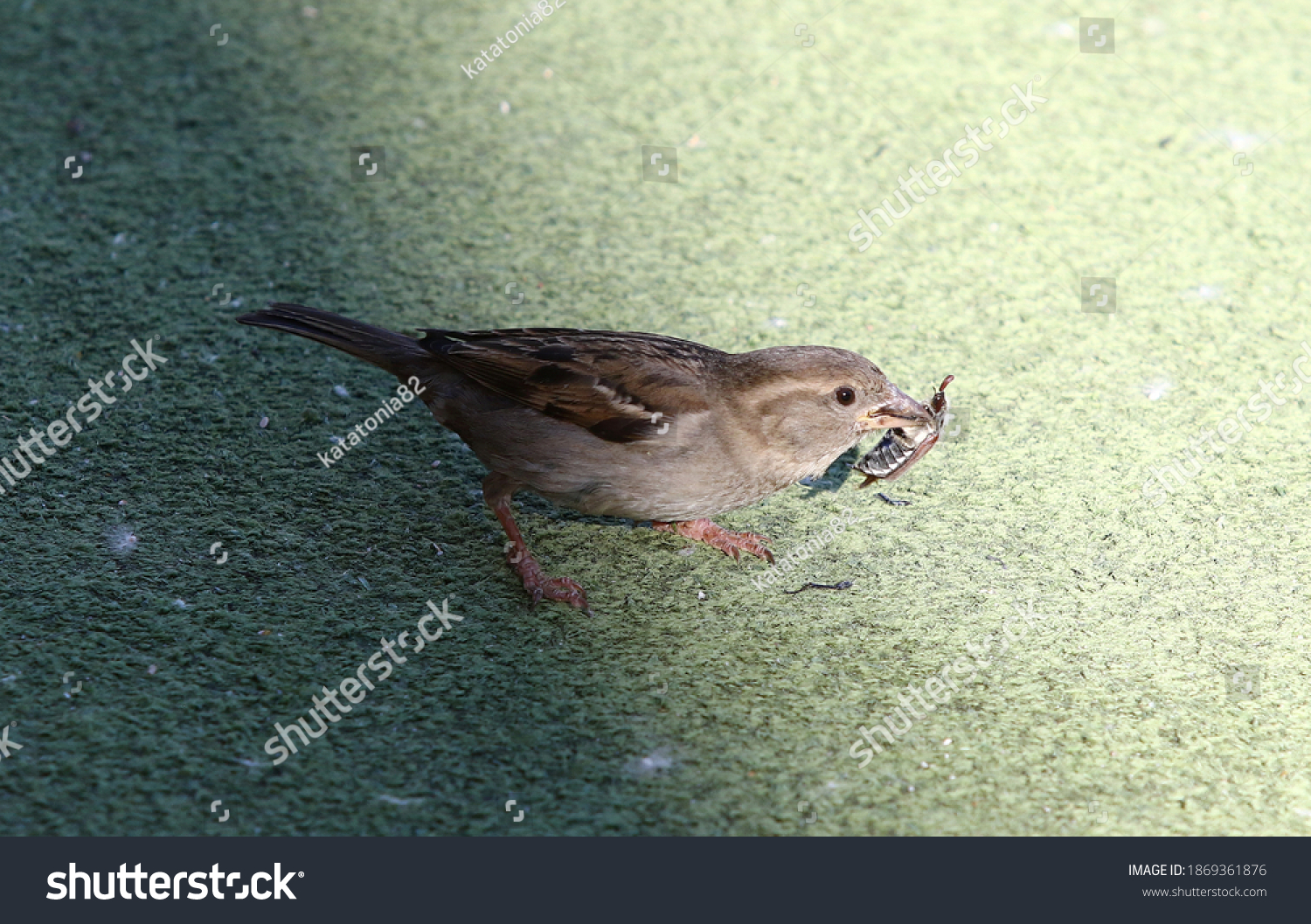 Sparrow holds a cockchafer beetle in its beak #1869361876