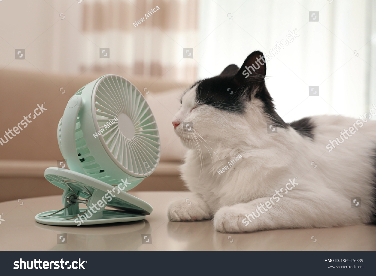 Cute fluffy cat enjoying air flow from fan on table indoors. Summer heat #1869476839