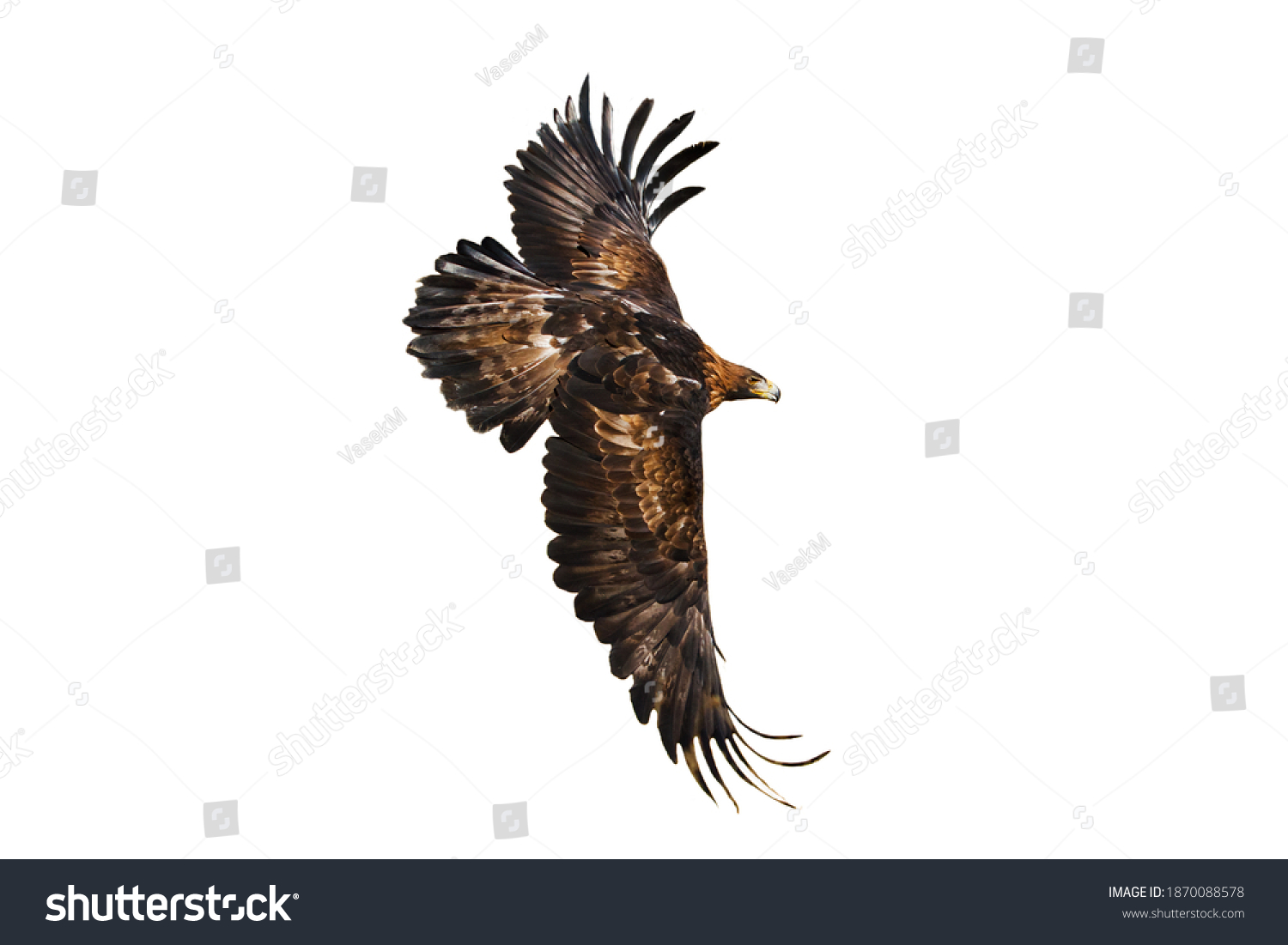 Eagle in flight. Golden eagle, Aquila chrysaetos, flying with widely spread wings isolated on white background. Majestic bird. Hunting eagle in mountains. Habitat Europe, Asia, North America. #1870088578
