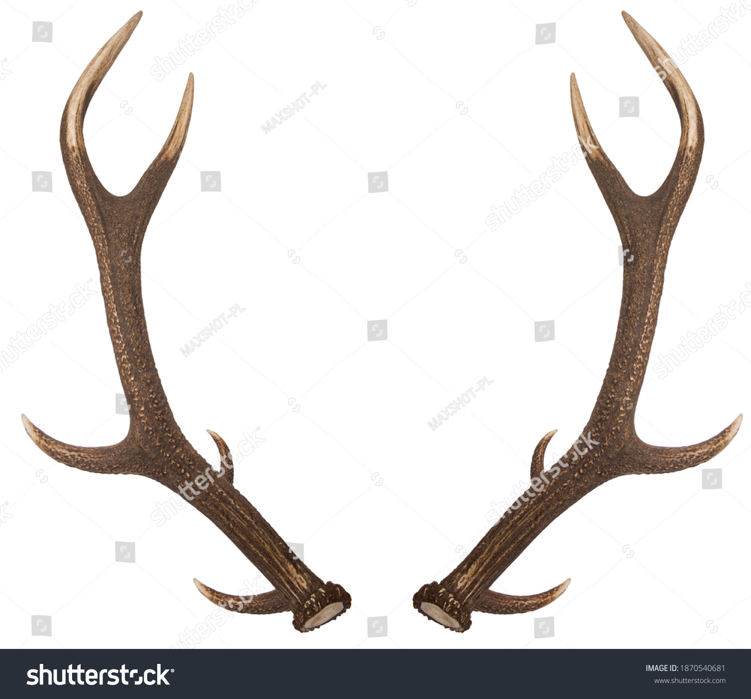 Pair of red deer antlers on a white background. Deer antlers. Isolatedon white background.  #1870540681