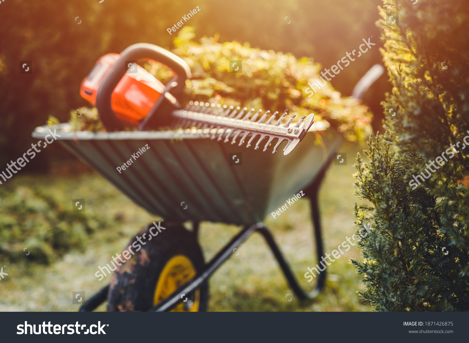 Hedge Trimmer close up. Hedge trim on garden wheelbarrow. Garden work by sunset. #1871426875