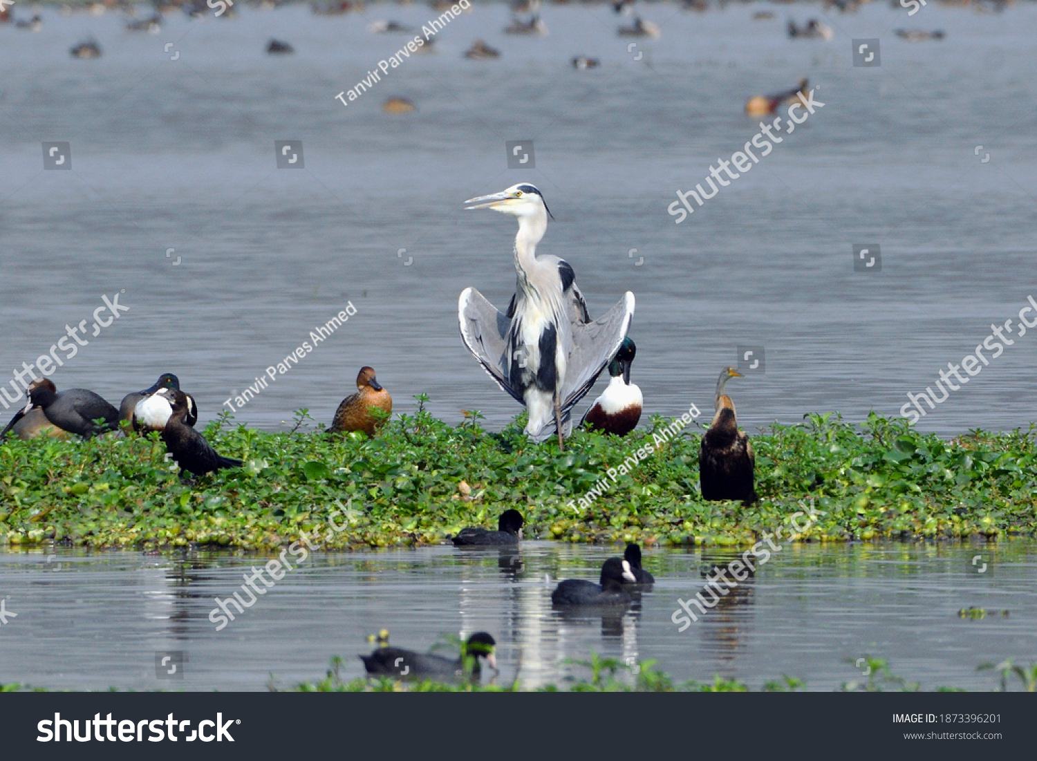 Seven Different Species Of Birds In One Frame #1873396201