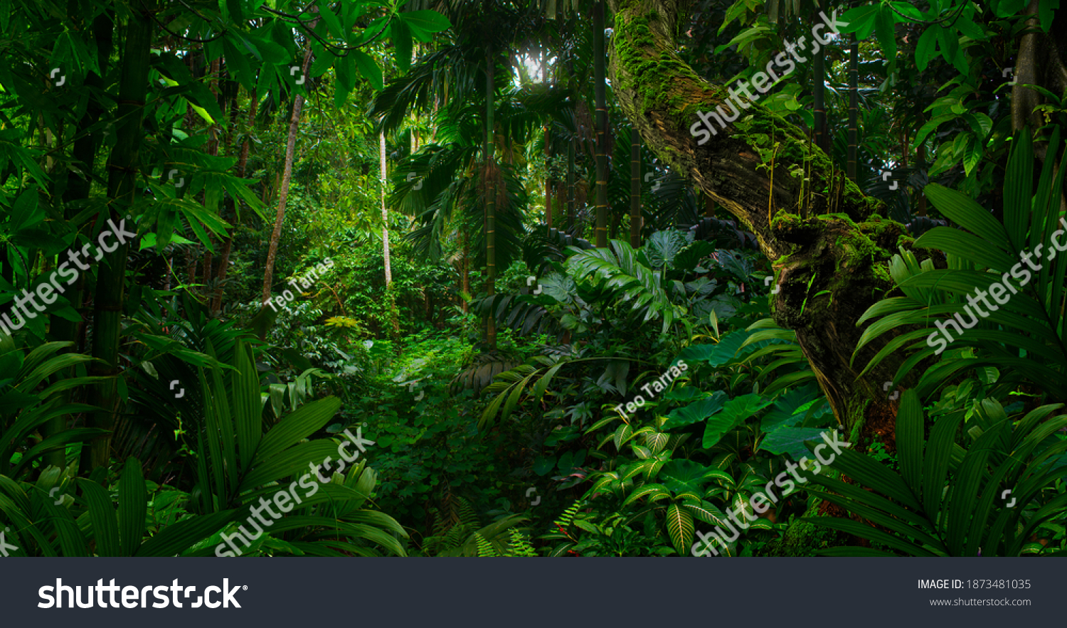 Tropical jungles of Southeast Asia in august #1873481035