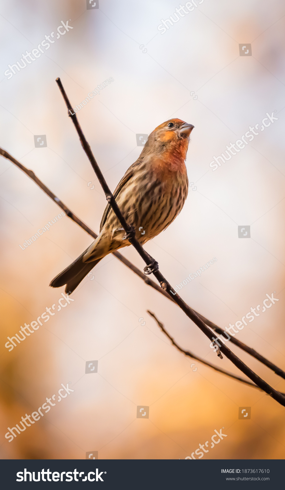 Orange House Finch about to leap #1873617610