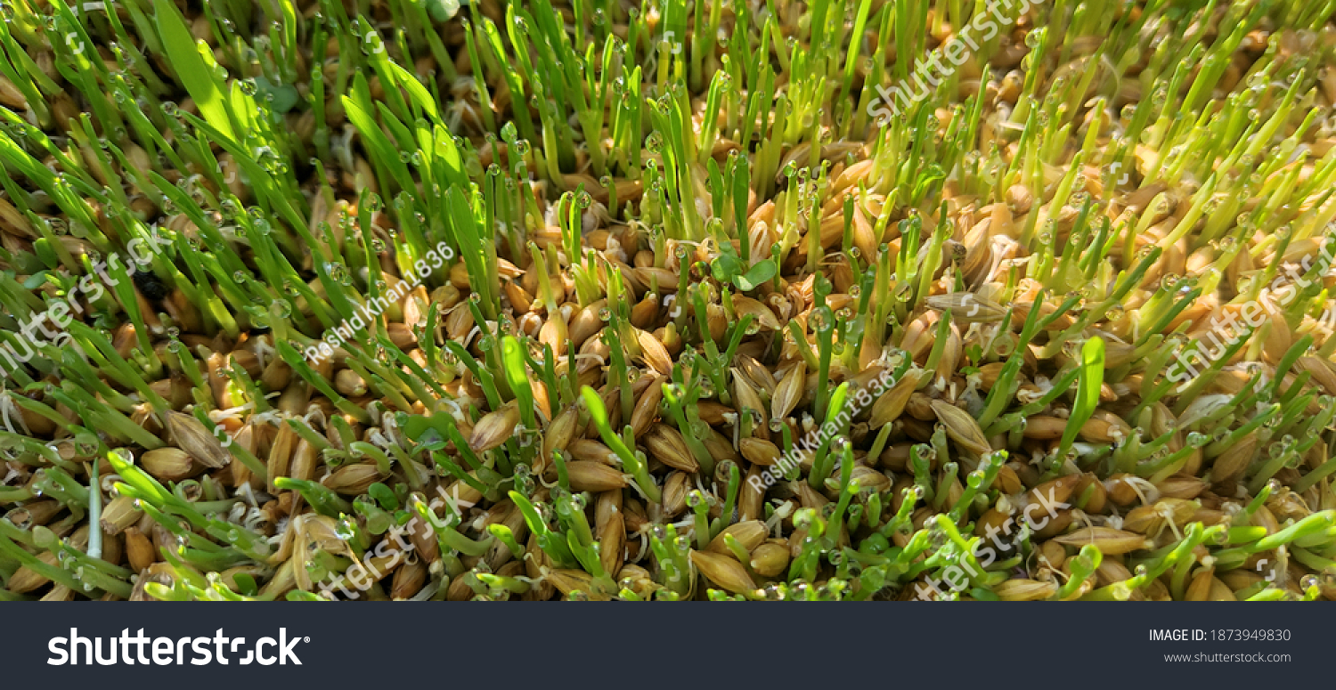 Nutritious organic hydroponic barley fodder without pesticides and soil #1873949830