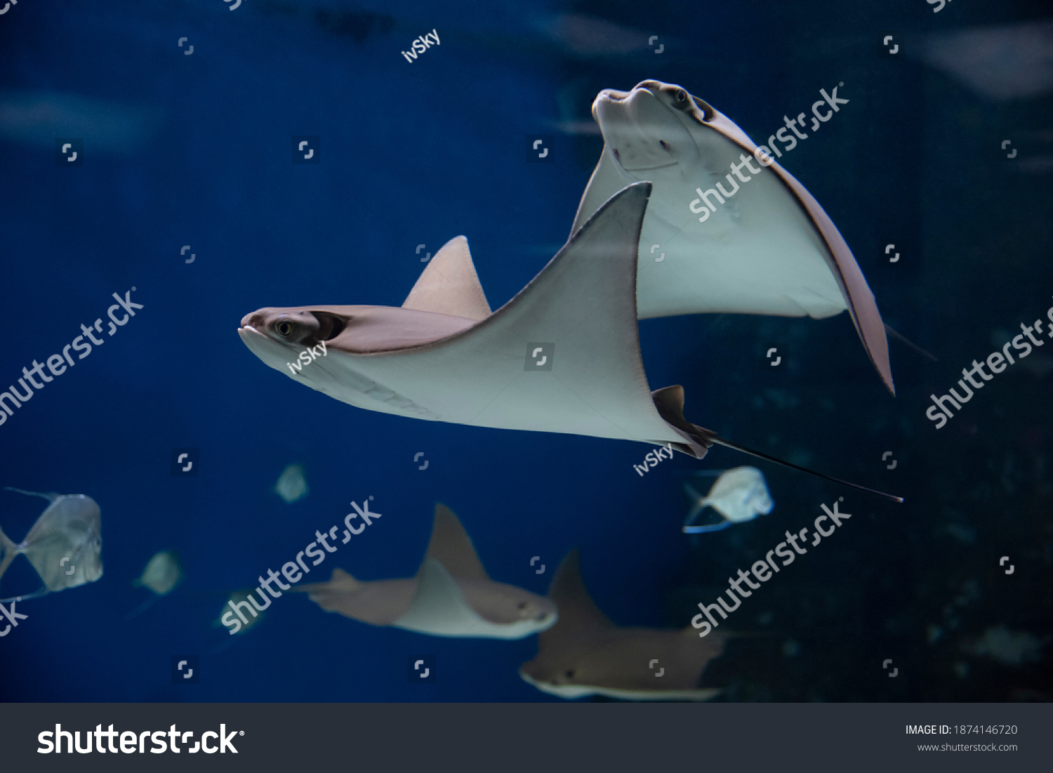 cownose rays swimming in the water, fish underwater in the aquarium #1874146720