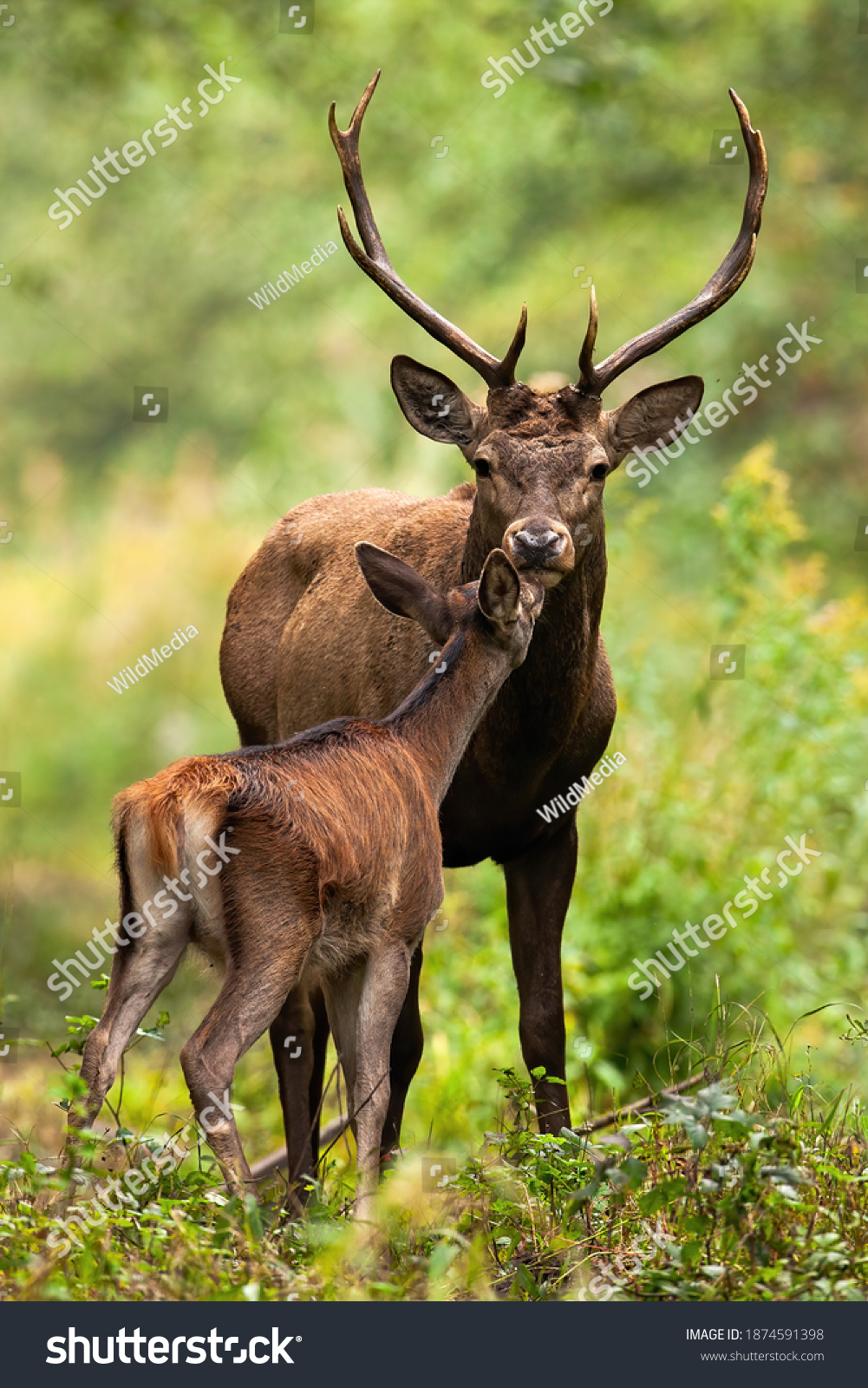 Two red deer, cervus elaphus, smelling in forest in summertime nature. Antlered stag and hind kissing in woodland. Wild mammals couple standing in green environment. #1874591398
