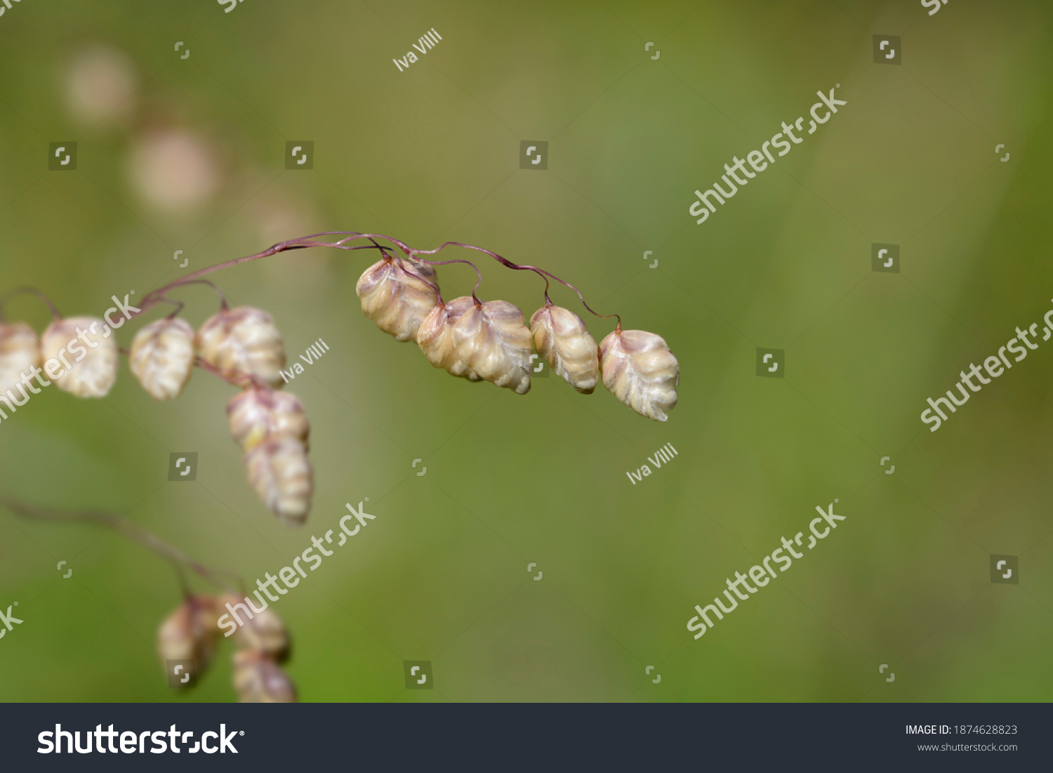 Dry common quaking grass - Latin name - Briza media #1874628823