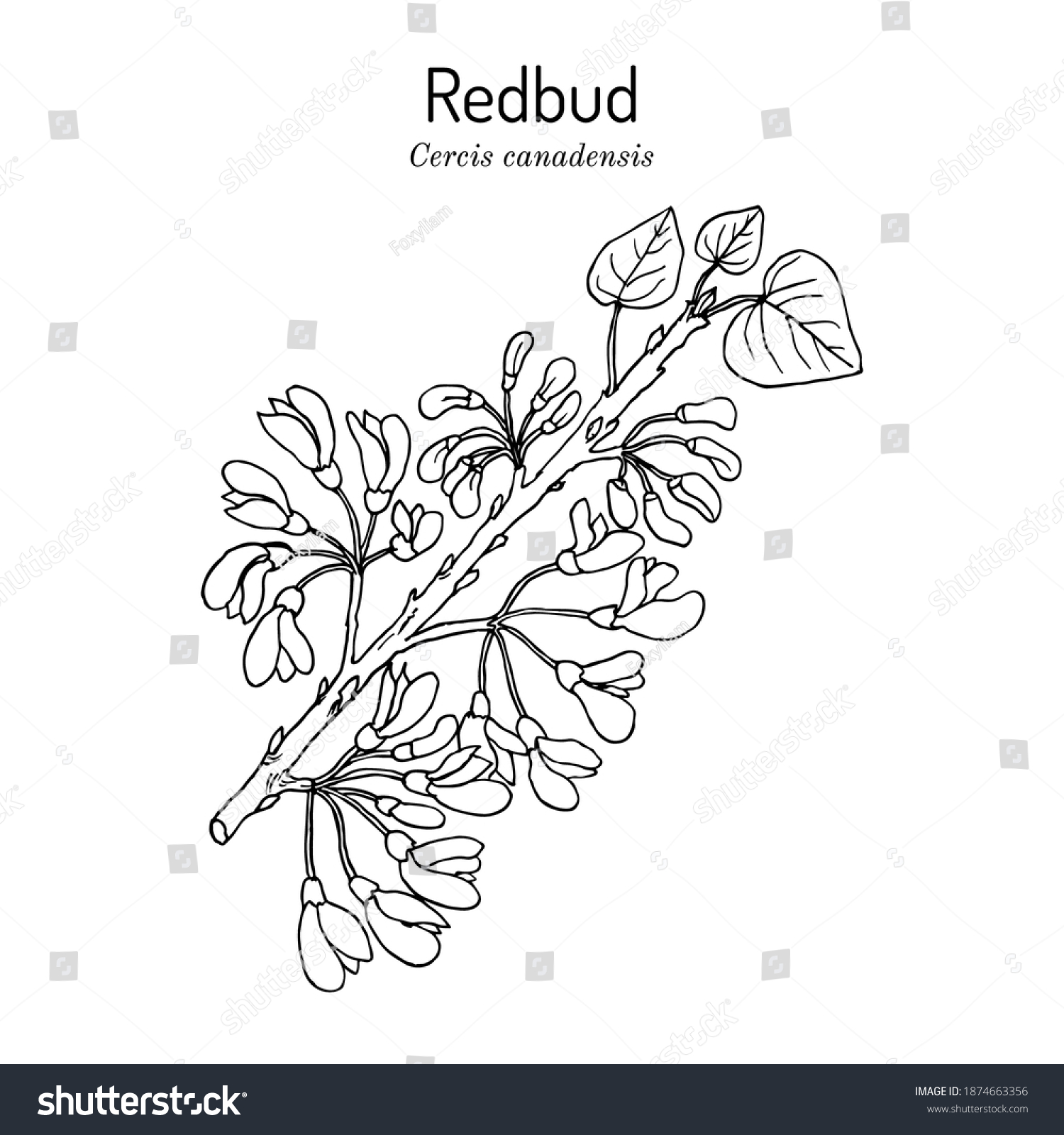 Eastern redbud (Cercis canadensis), the official - Royalty Free Stock ...