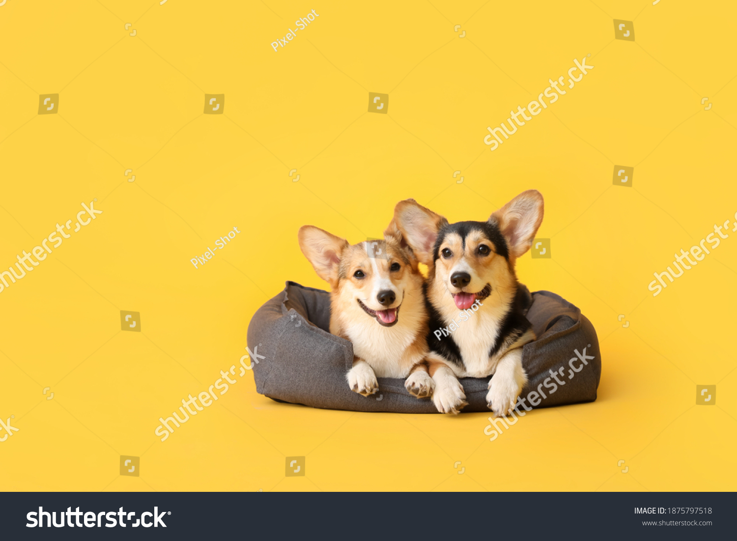 Cute corgi dogs with pet bed on color background #1875797518