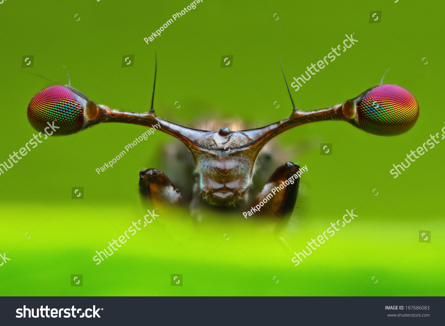 

front view extreme magnified details of stalk eyed fly in nature green leaf background in nature #187686083