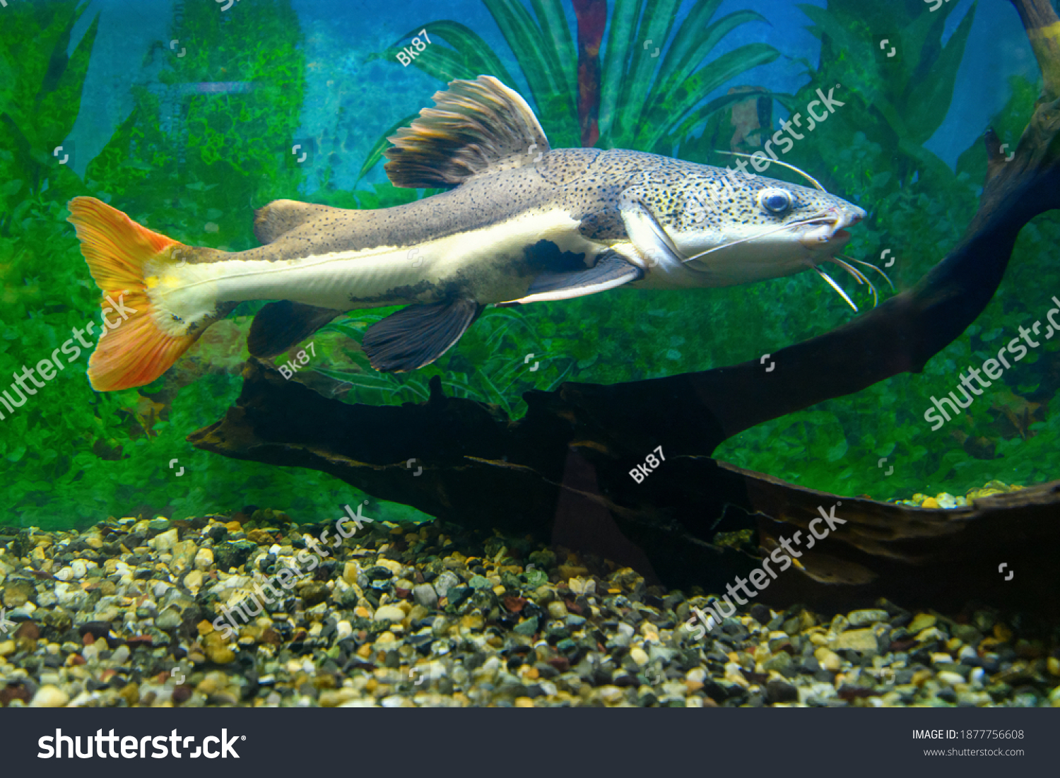 Red-tailed catfish in the aquarium. Redtail catfish  (Phractocephalus hemioliopterus) #1877756608