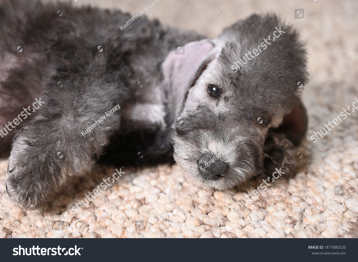 Little Bedlington Terrier puppy dog lies resting on the floor on the carpet indoors
 #1877880520