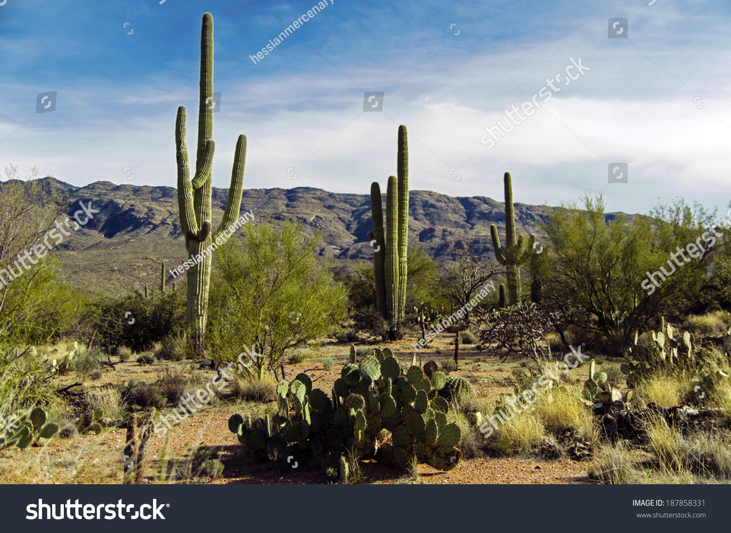 Giant Saguaro Cactus At Saguaro National Park Royalty Free Stock Photo 187858331 Avopix Com