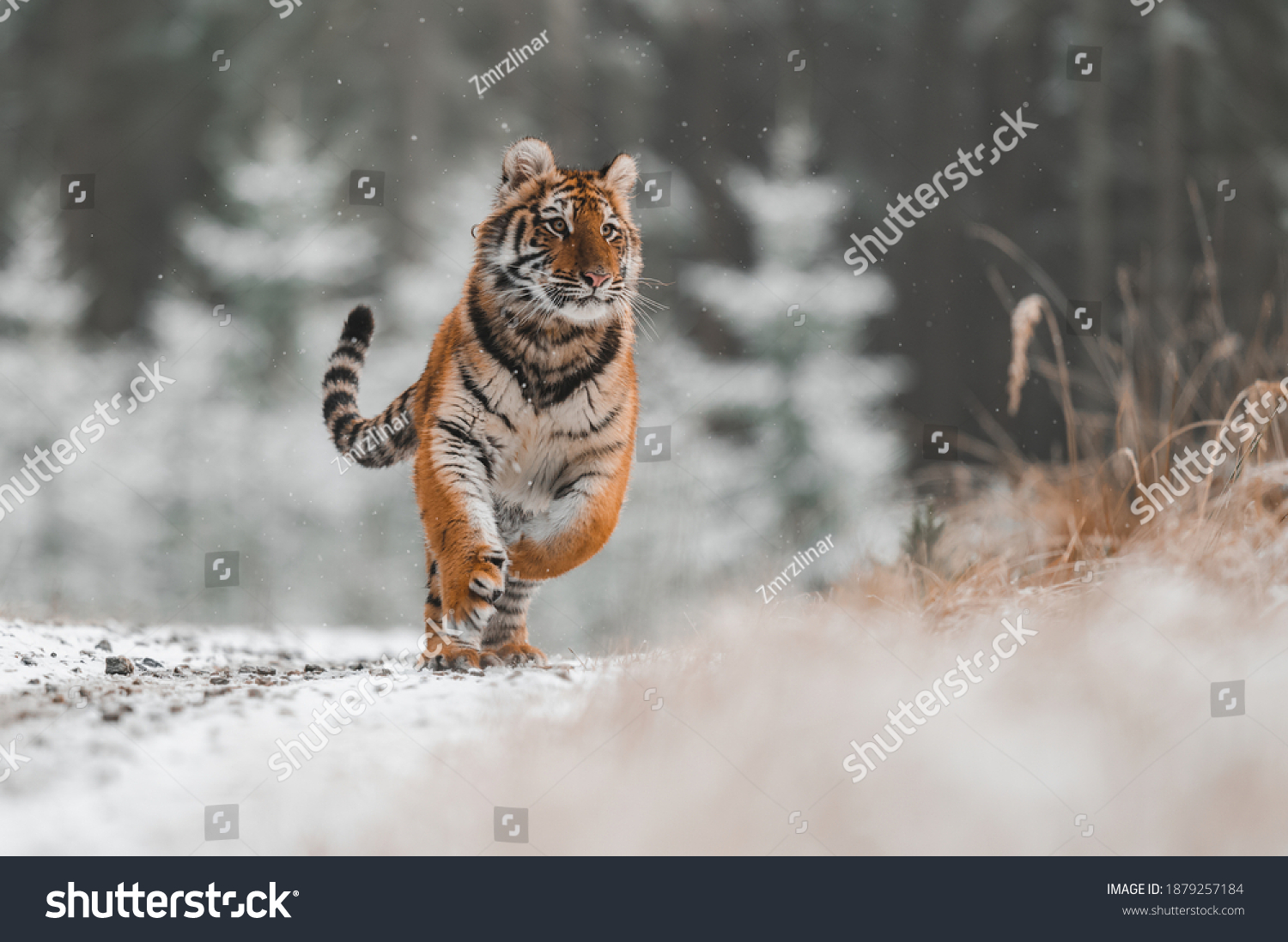 Siberian tiger (female, Panthera tigris altaica) running against the camera. Front view, action shot. A dangerous beast in its natural habitat. In the forest in winter, it is snow and cold. #1879257184