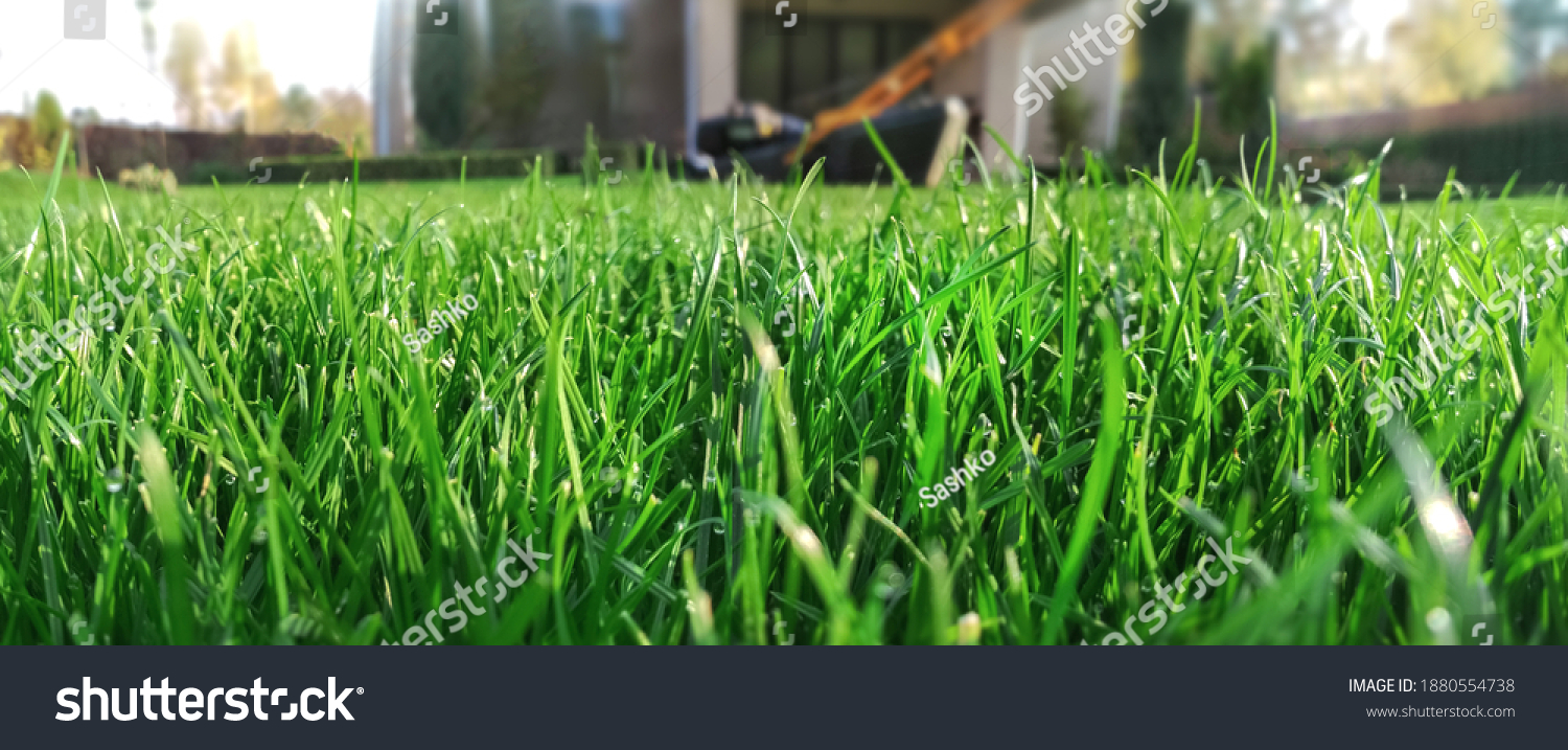 Spring season sunny lawn mowing in the garden. Lawn blur with soft light for background. #1880554738