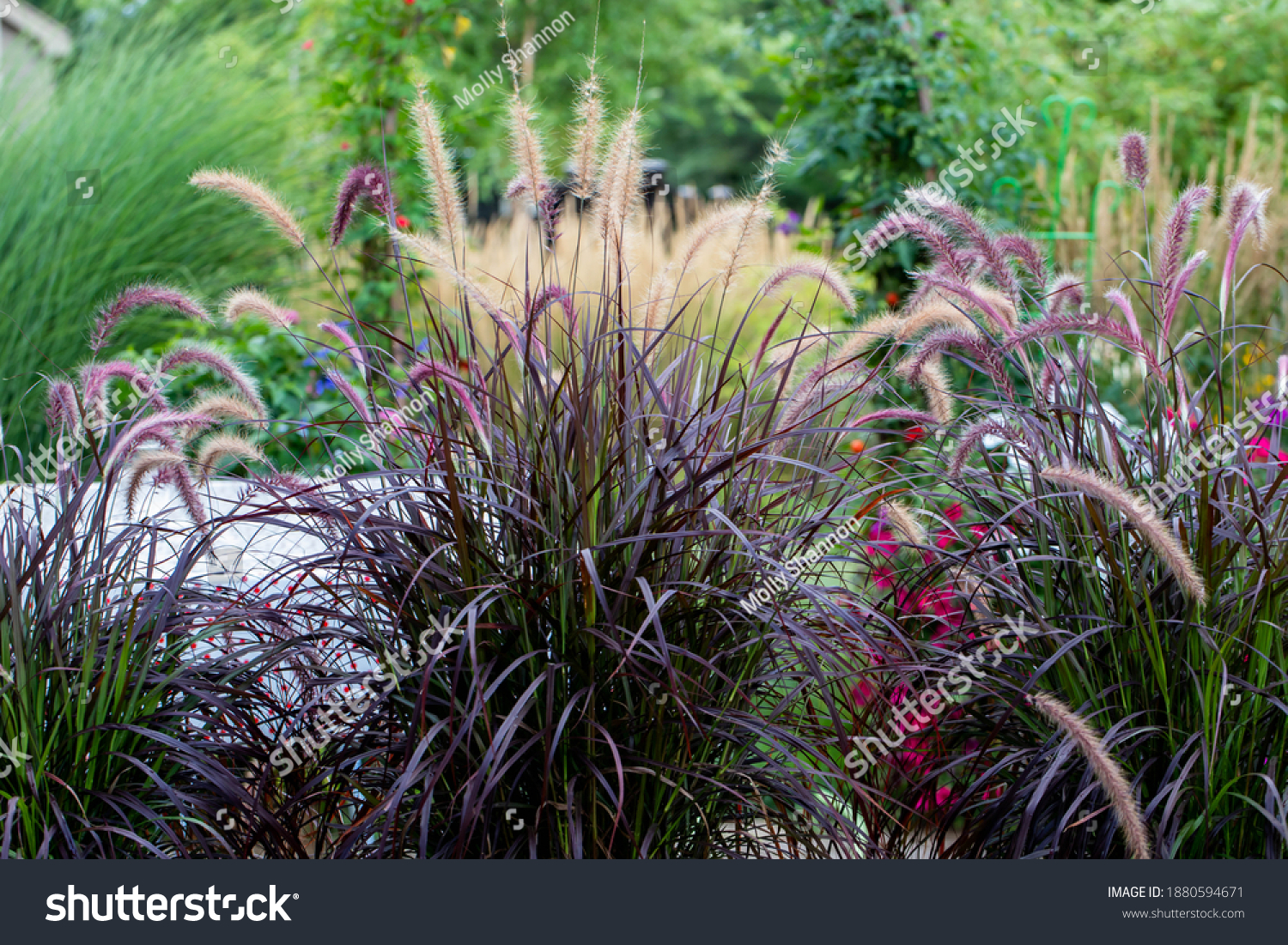 Shimmery Purple Ornamental fountain grass gracefully waving in the late afternoon  #1880594671