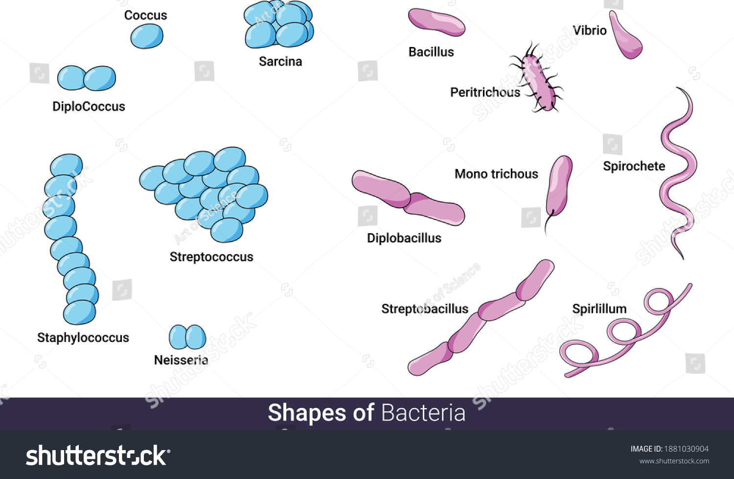 Different Shapes Of Bacteria Chart For Education - Royalty Free Stock ...