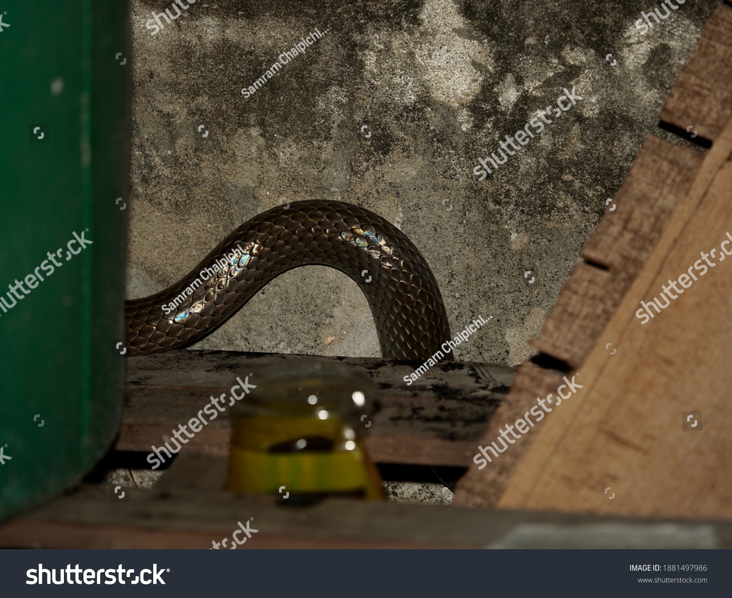 small rat snake hide behide wood pile in garage at night #1881497986