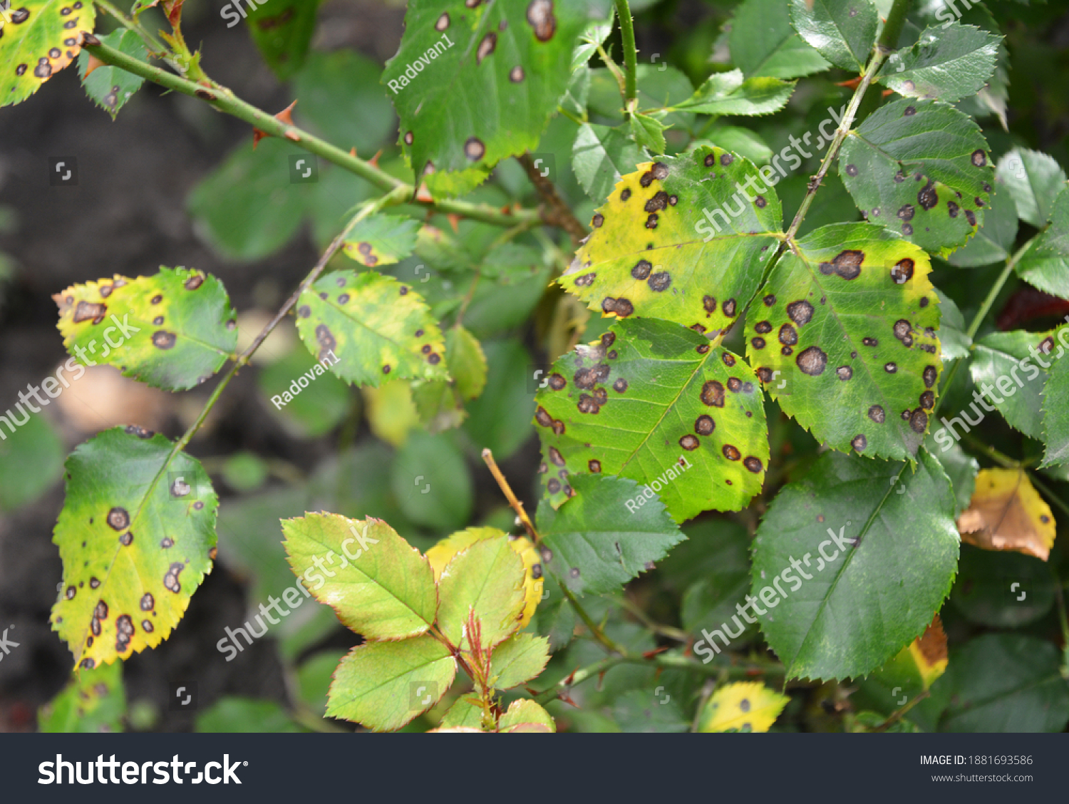 A close up on a fungal rose disease black spot with infected yellow and green leaves which weakens the rose bush, and needs treatment. #1881693586