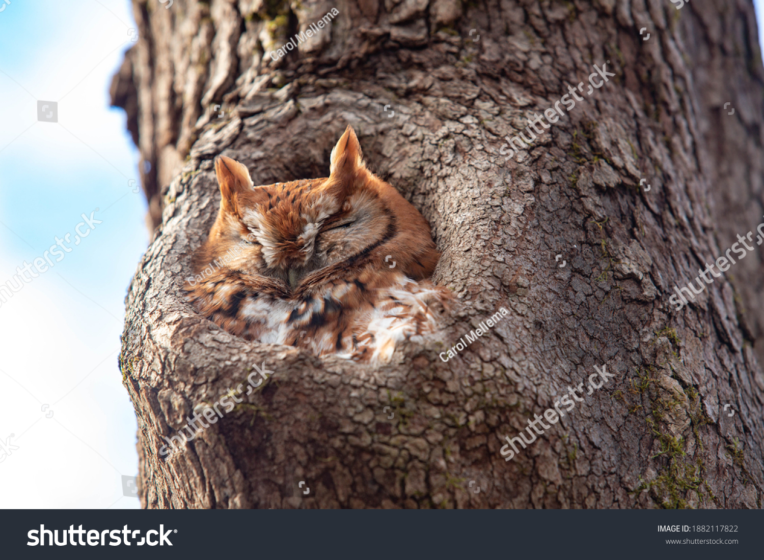 A red Eastern Screech Owl naps in a hole in a tree in Eastern Tennessee #1882117822
