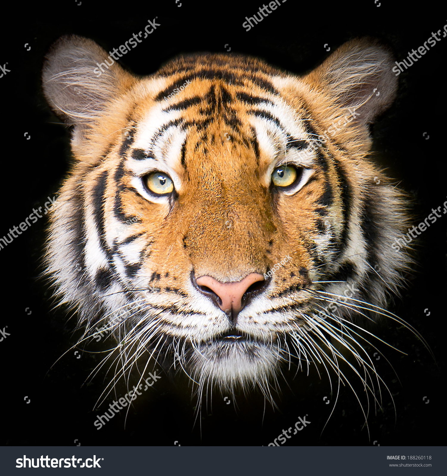Close up Tiger face, isolated on black background. #188260118