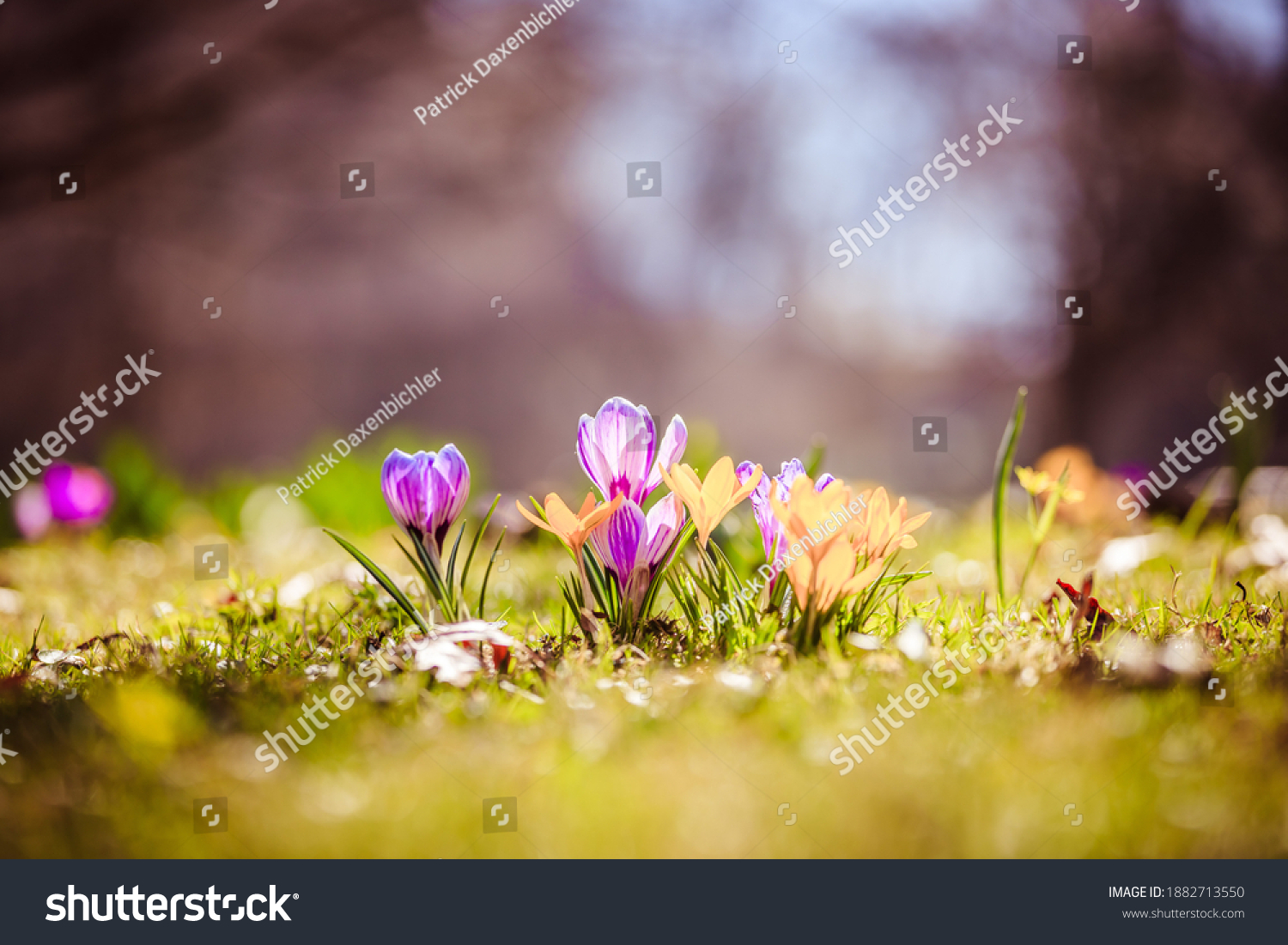 Spring flowers in the wild nature. Crocus in spring time. Copy space, ideal for postcard. #1882713550