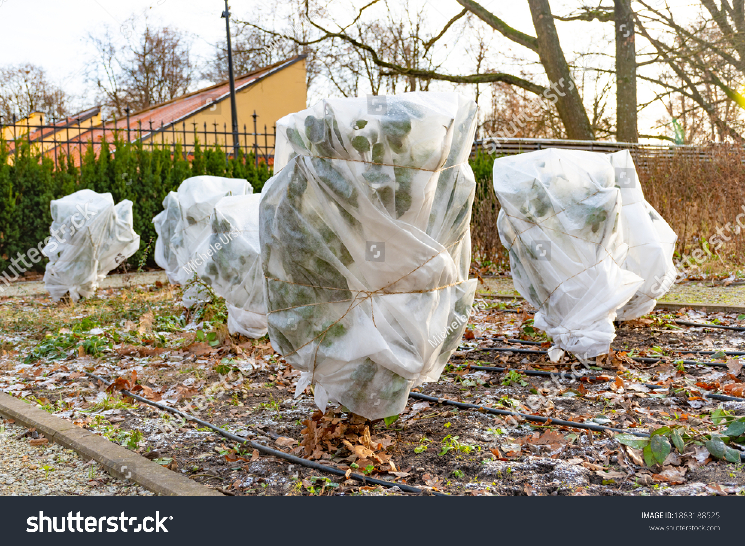 Plants and trees in a park or garden covered with blanket, swath of burlap, frost protection bags or roll of fabric to protect them from frost, freeze and cold temperature #1883188525