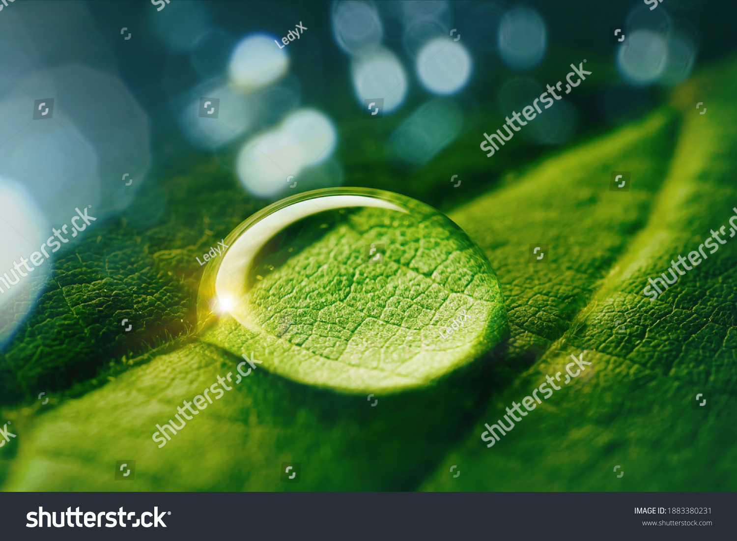 Beauty transparent drop of water on a green leaf macro with sun glare. Beautiful artistic image of environment nature in spring or summer. #1883380231