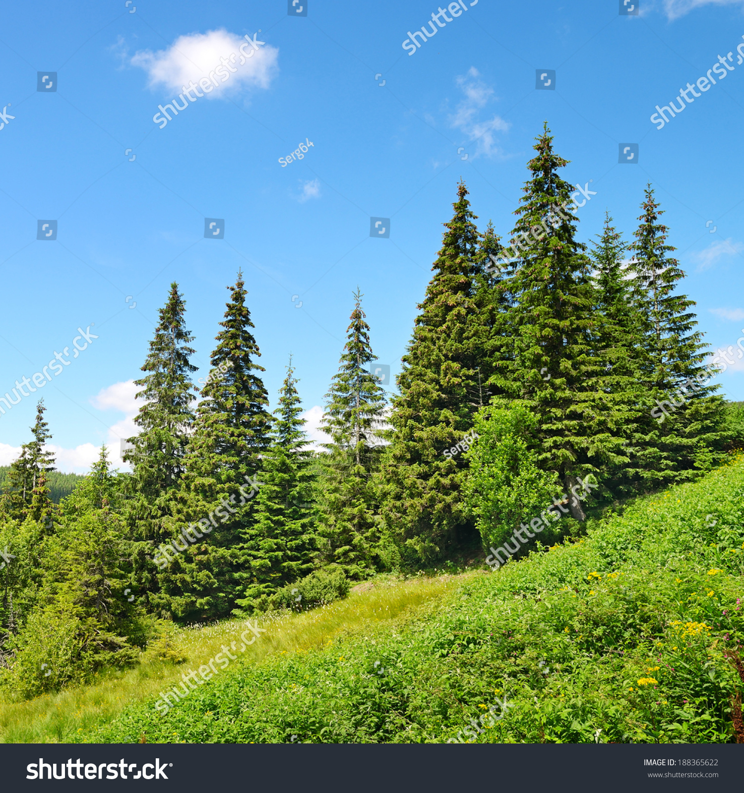 Beautiful pine trees in mountains.                                     #188365622