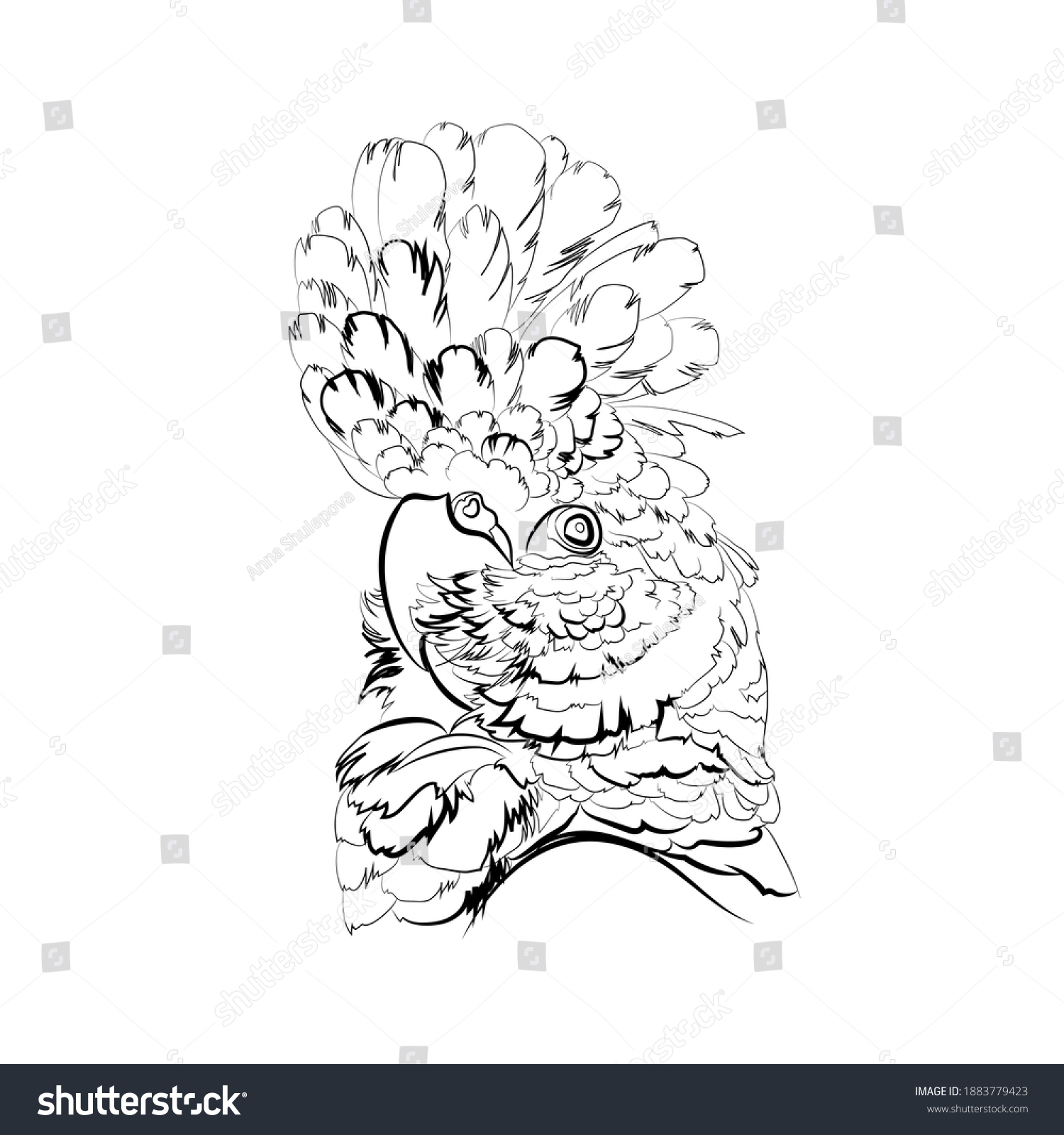 The red-tailed black cockatoo (head). Line - Royalty Free Stock Vector ...