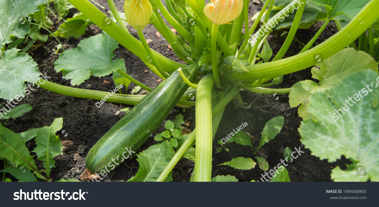 Zucchini plant with green fruits and blooming buds growing in the garden soil bed outdoors on a sunny summer day. #1884008800