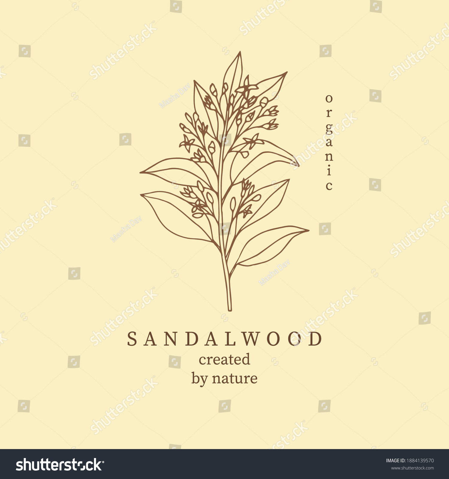 Sandalwood vector illustration. Botanical design #1884139570