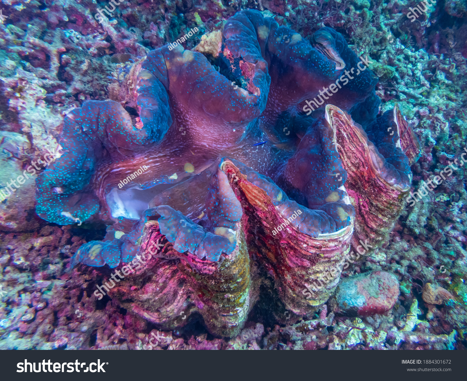 Giant clams (Tridacna gigas) are the largest living bivalve mollusks on a tropical coral reef near Anilao, Batangas, Philippines.  Underwater photography and marine life. #1884301672