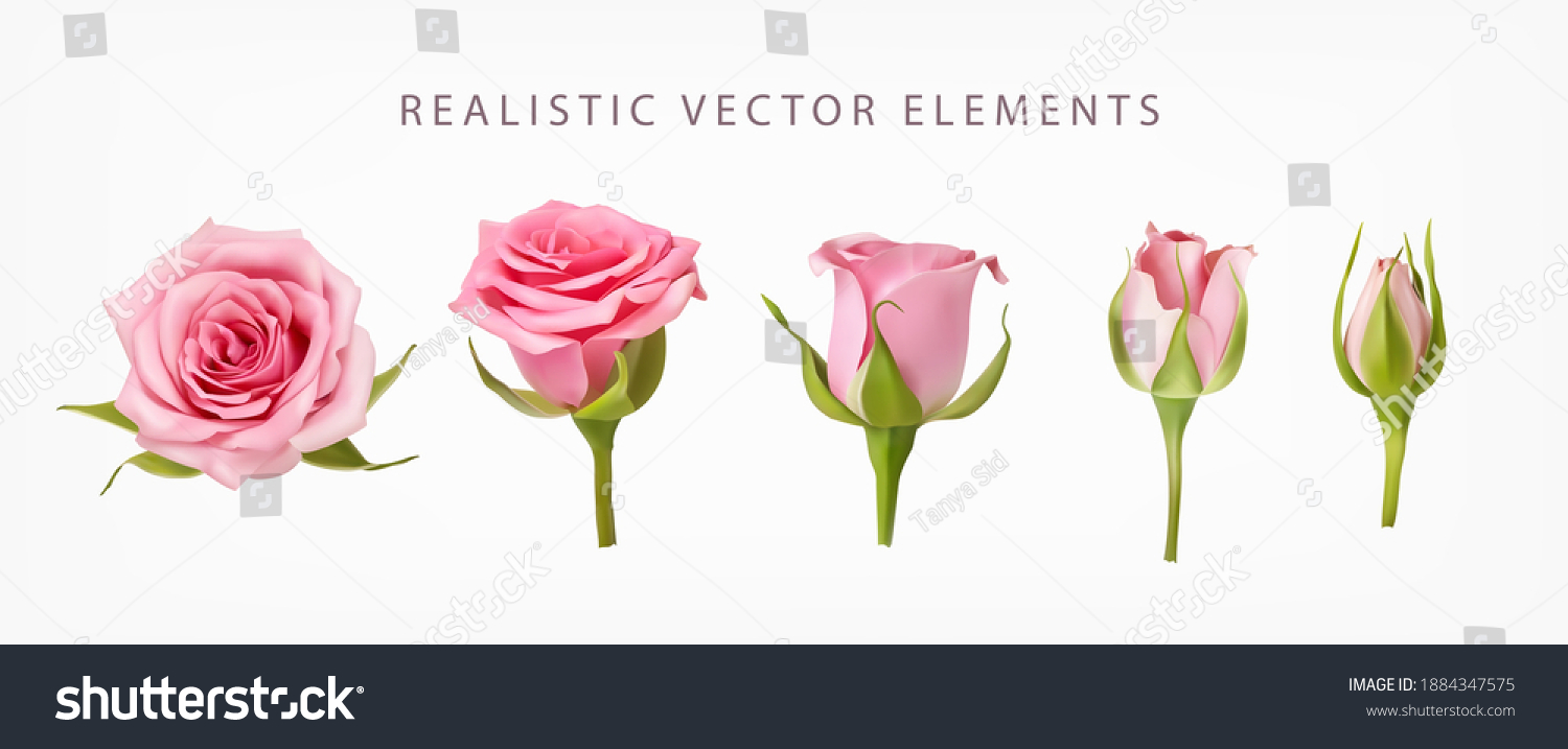 Realistic vector elements set of pink roses. Pink bud of rose flower and an open flower isolated on white. #1884347575